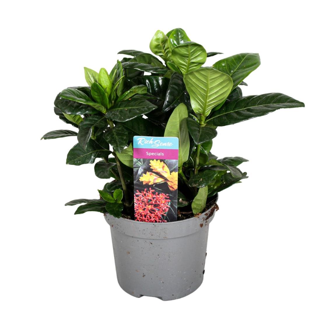 Gardenia Jasminoides 9 cm