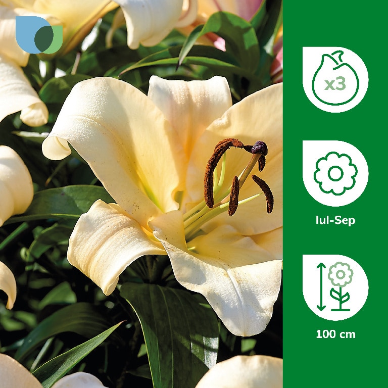 Bulbi Crin Imperial Lily Conca D.Or, galben