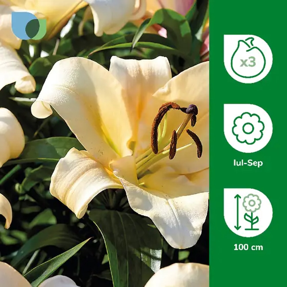 Bulbi Crin Imperial Lily Conca D.Or, galben