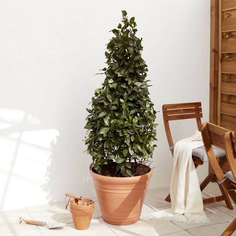 Ghiveci din plastic, maro, forma rotunda, 45 cm diametru  Verve