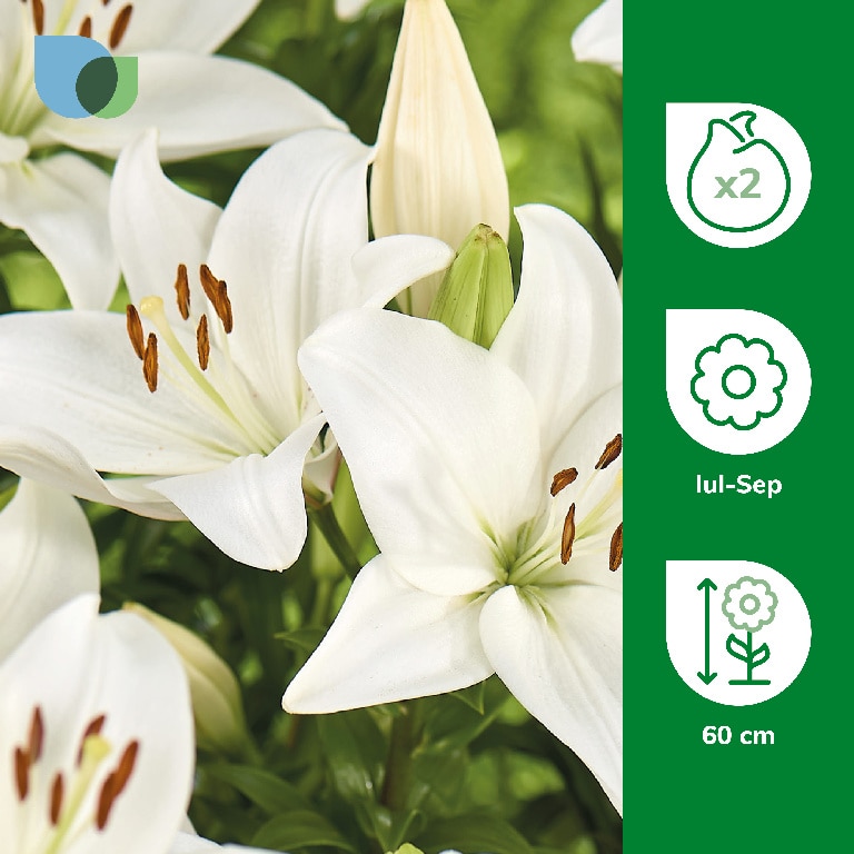 Bulb Crin Asiatic Alb