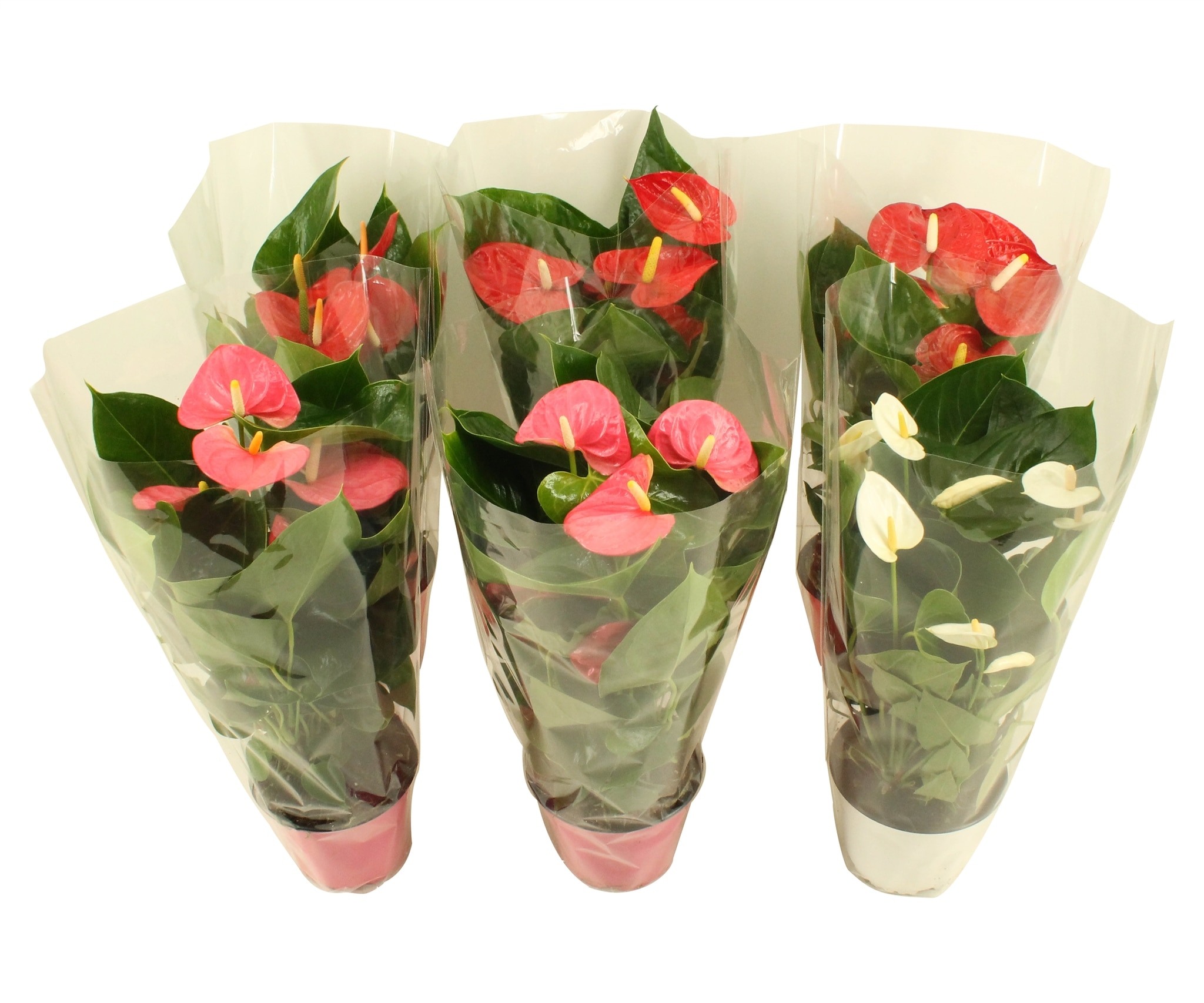 Anthurium mix, in ghiveci, 55 cm