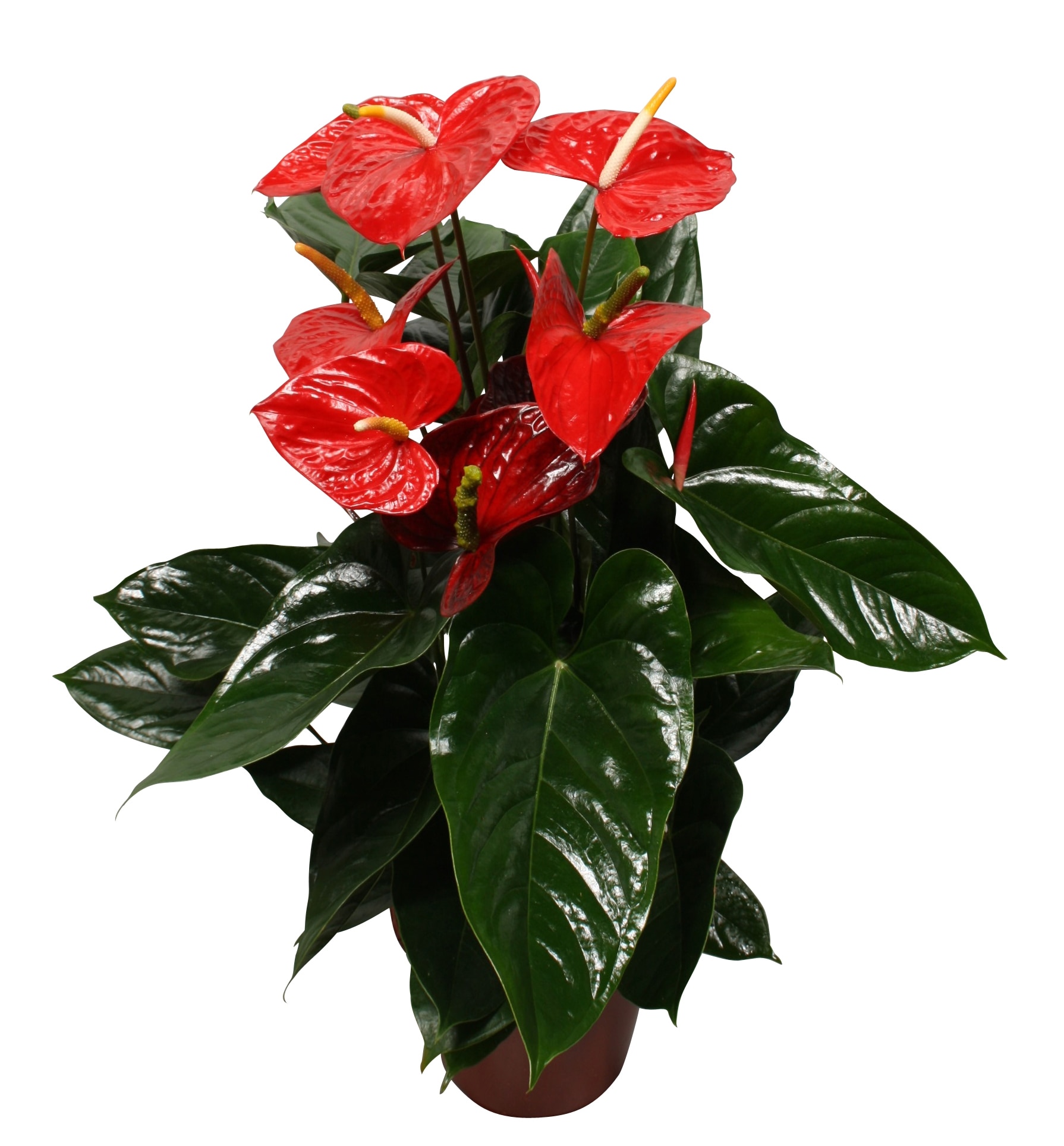 Anthurium rosu, in ghiveci, 40 cm