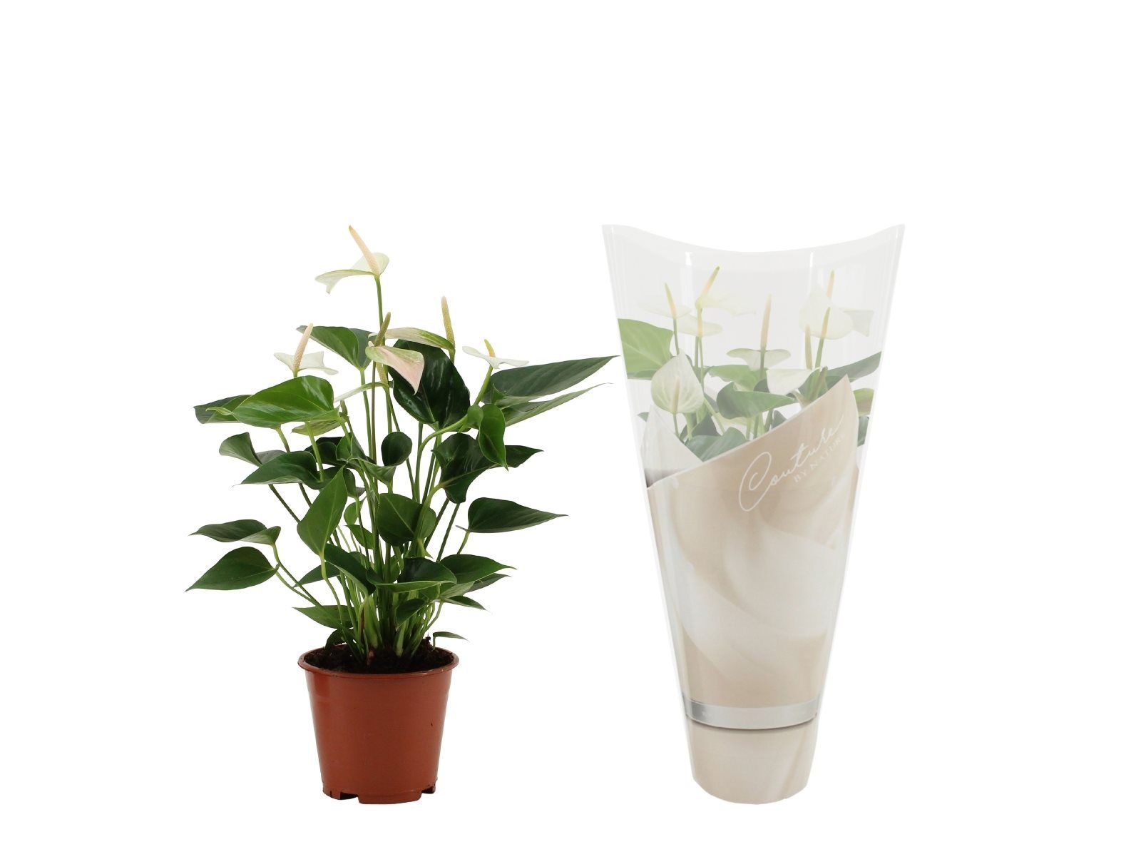 Anthurium alb, in ghiveci