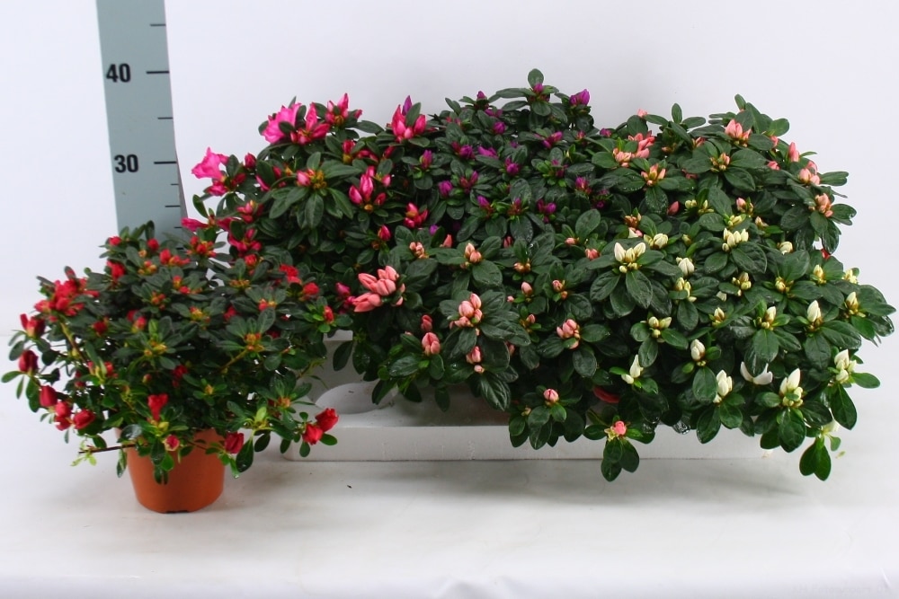 Azalea mix, in ghiveci, 25 cm