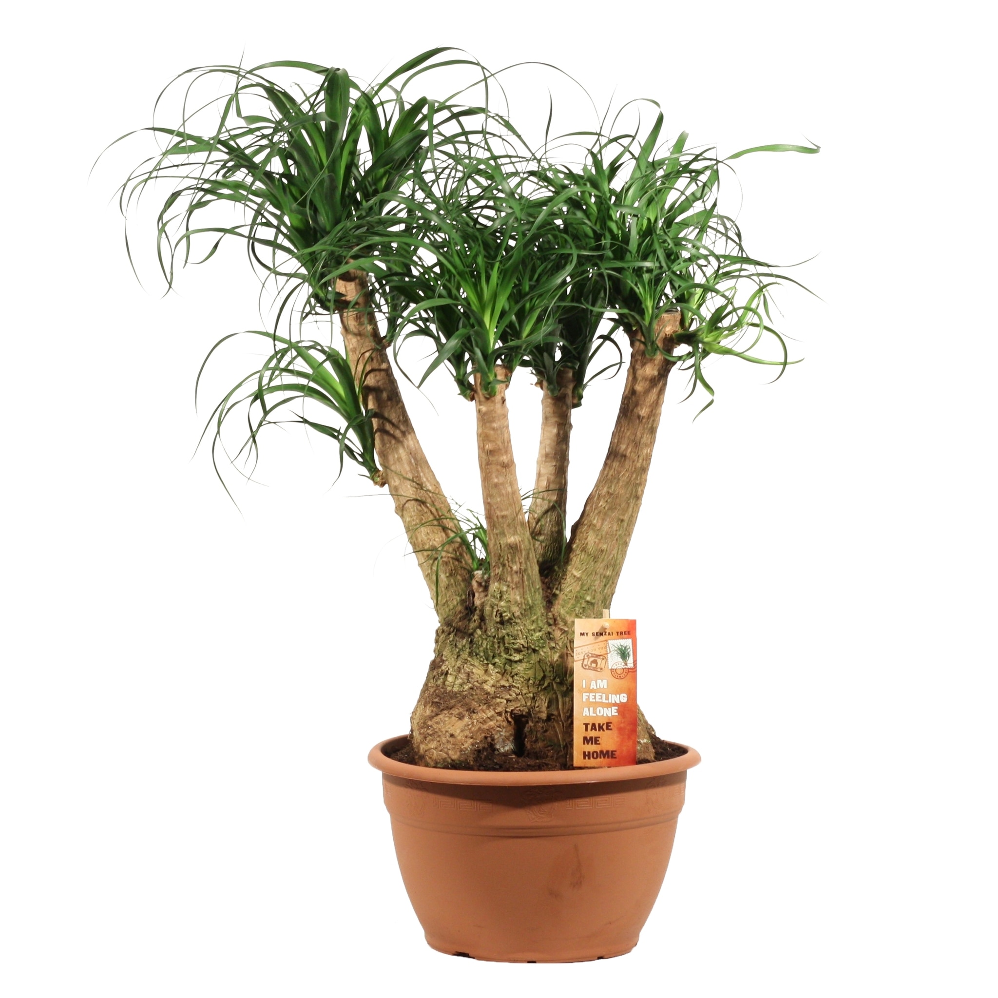 Picior de elefant, ramificat, in ghiveci