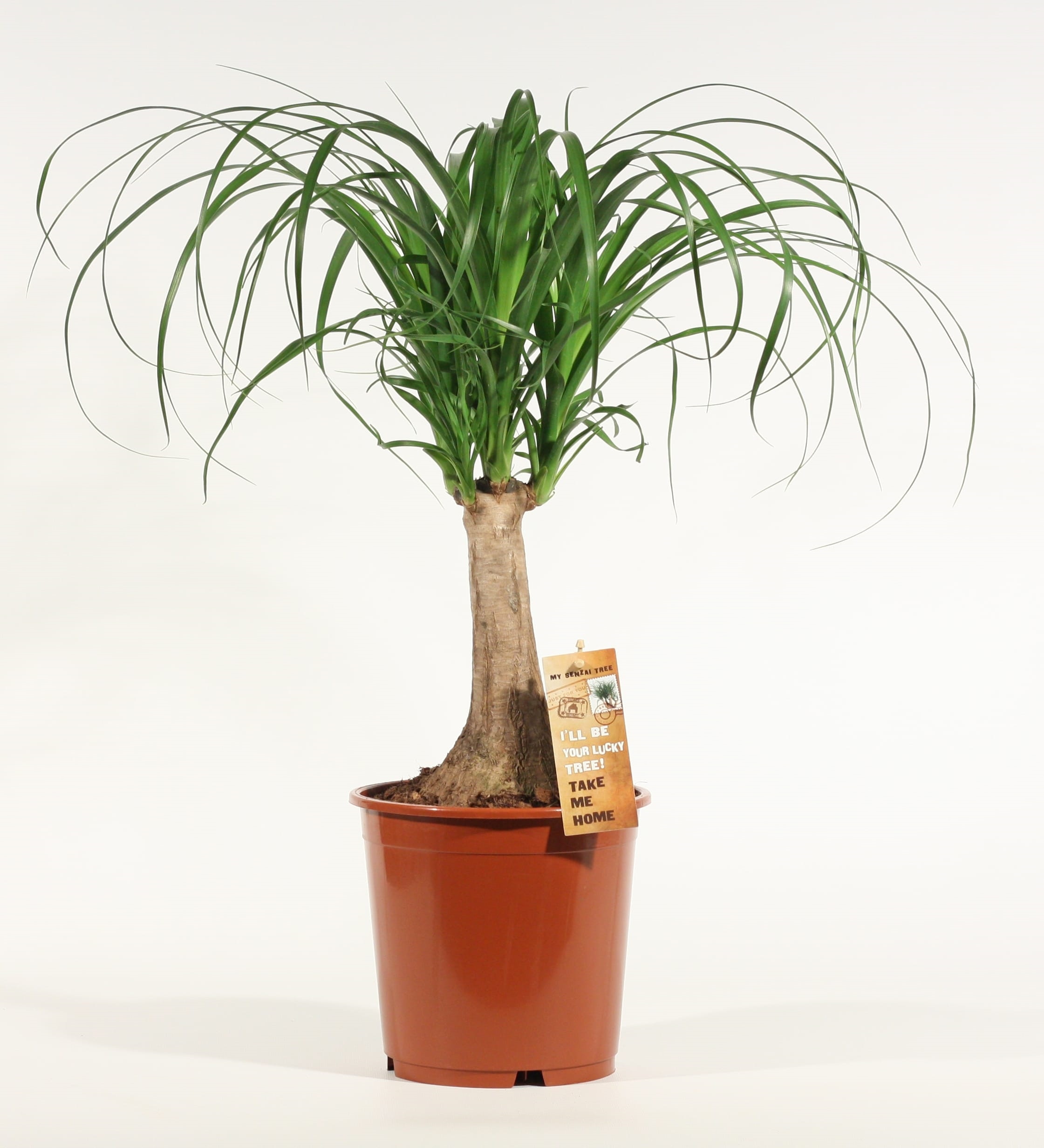 Picior de elefant, drept, in ghiveci, 55 cm