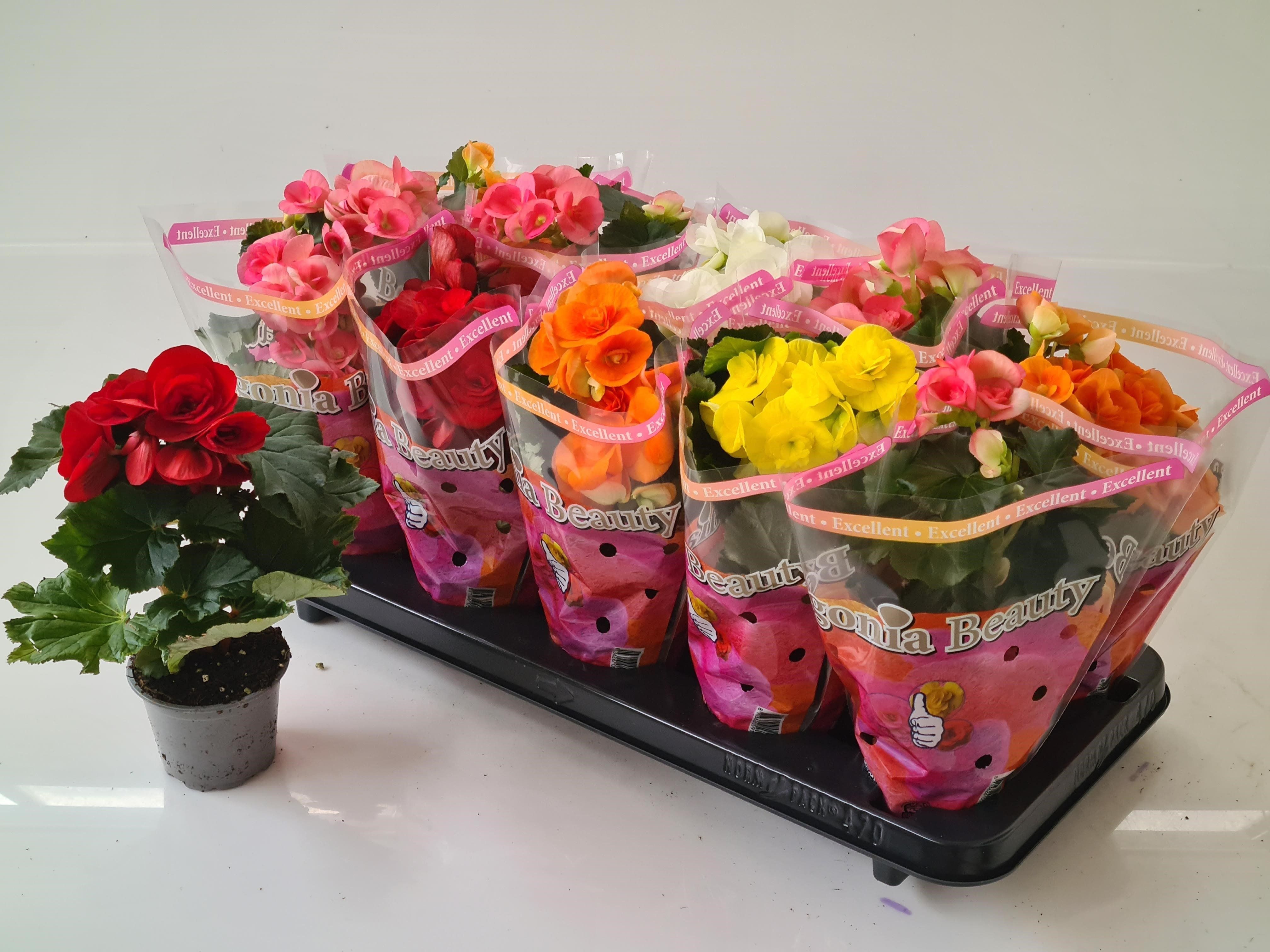 Mix begonie, in ghiveci, 23 cm