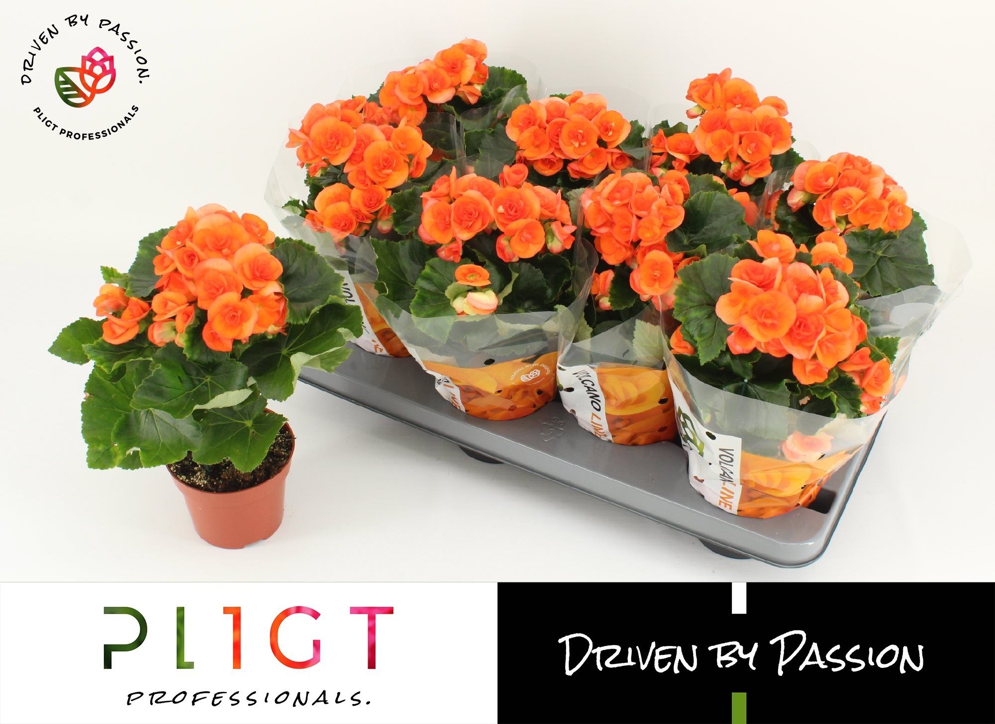 Begonie portocalie, in ghiveci