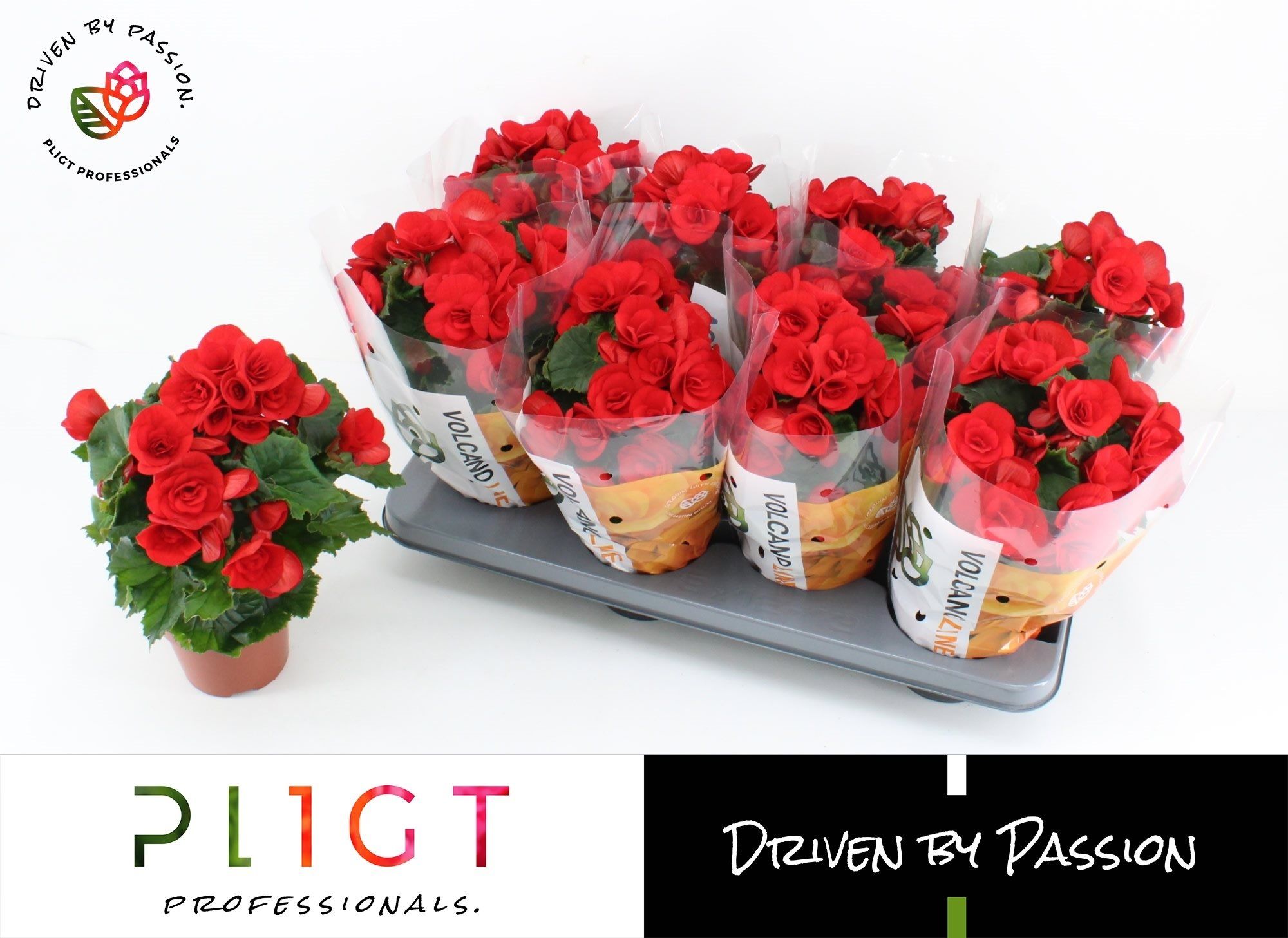 Begonie rosie, in ghiveci