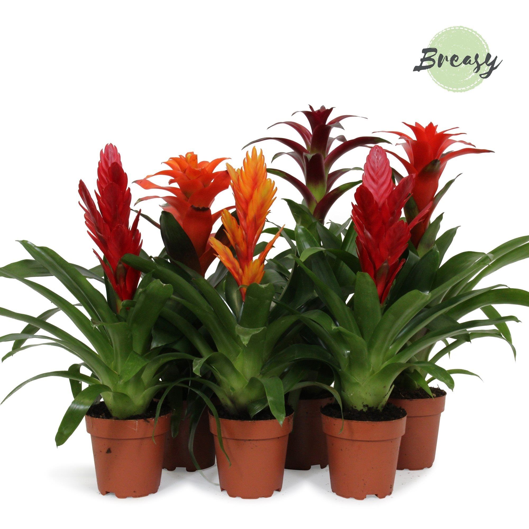 Mix Bromelia 1, in ghiveci