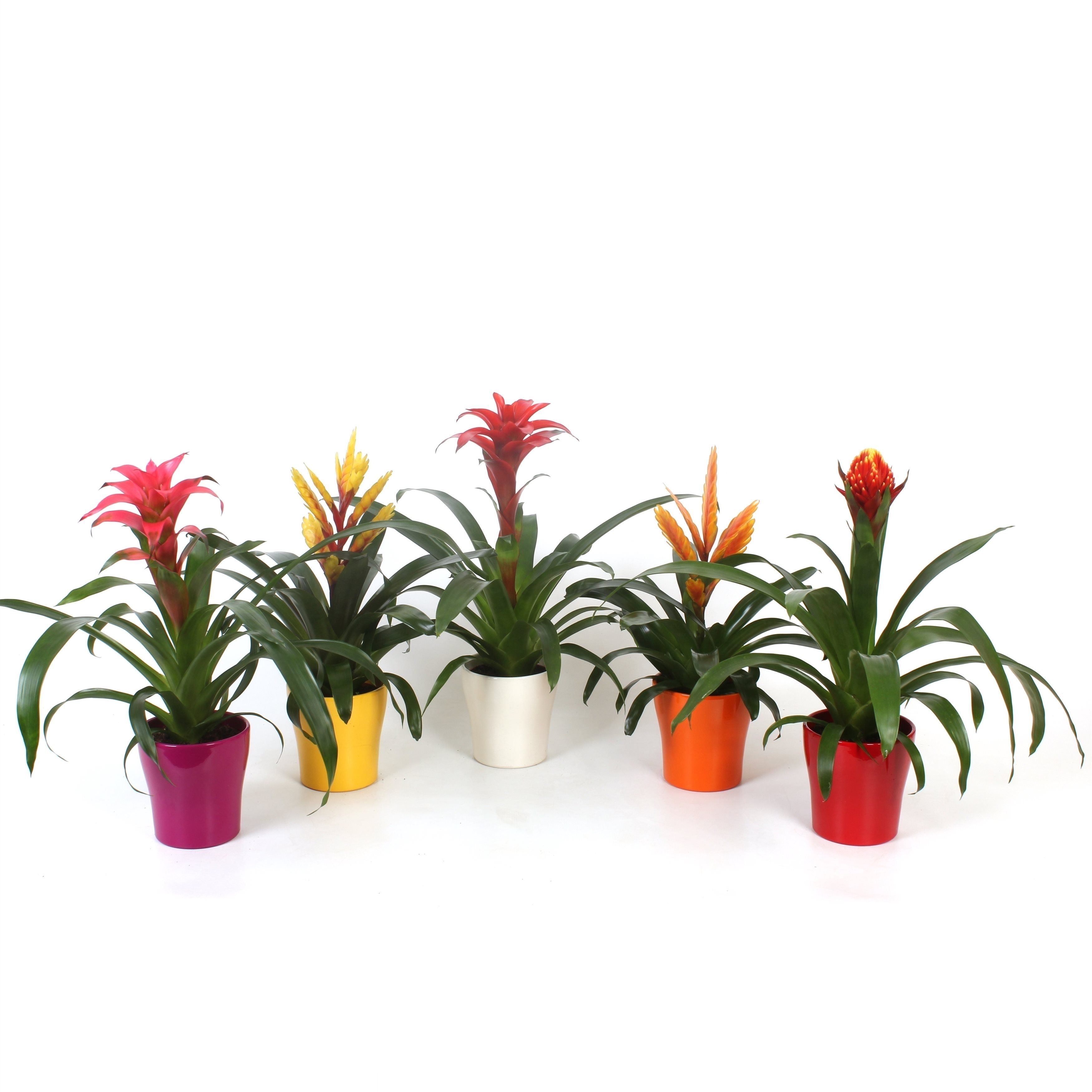 Mix Bromelia, in ghiveci ceramic