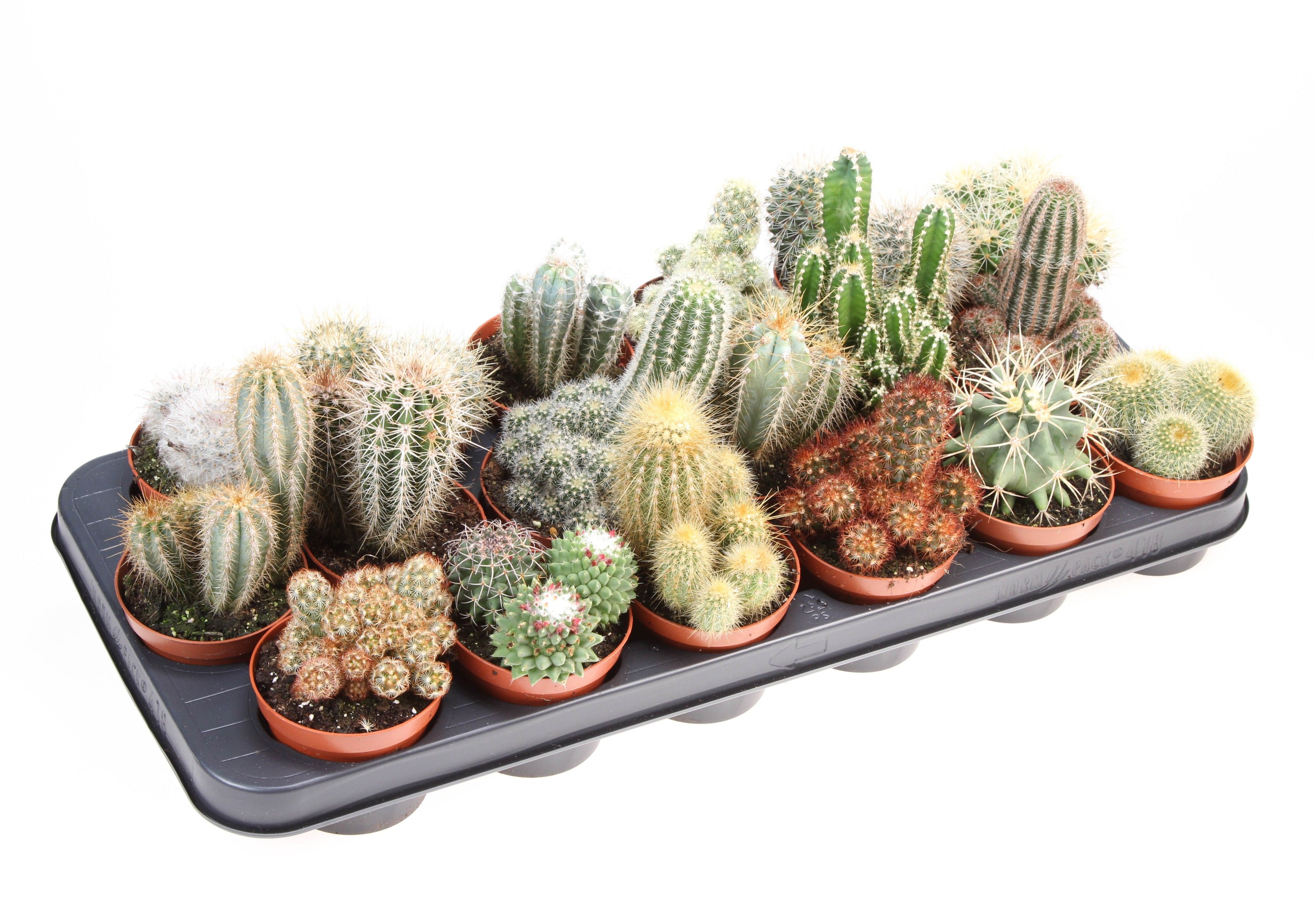 Mix Cactus 12 cm