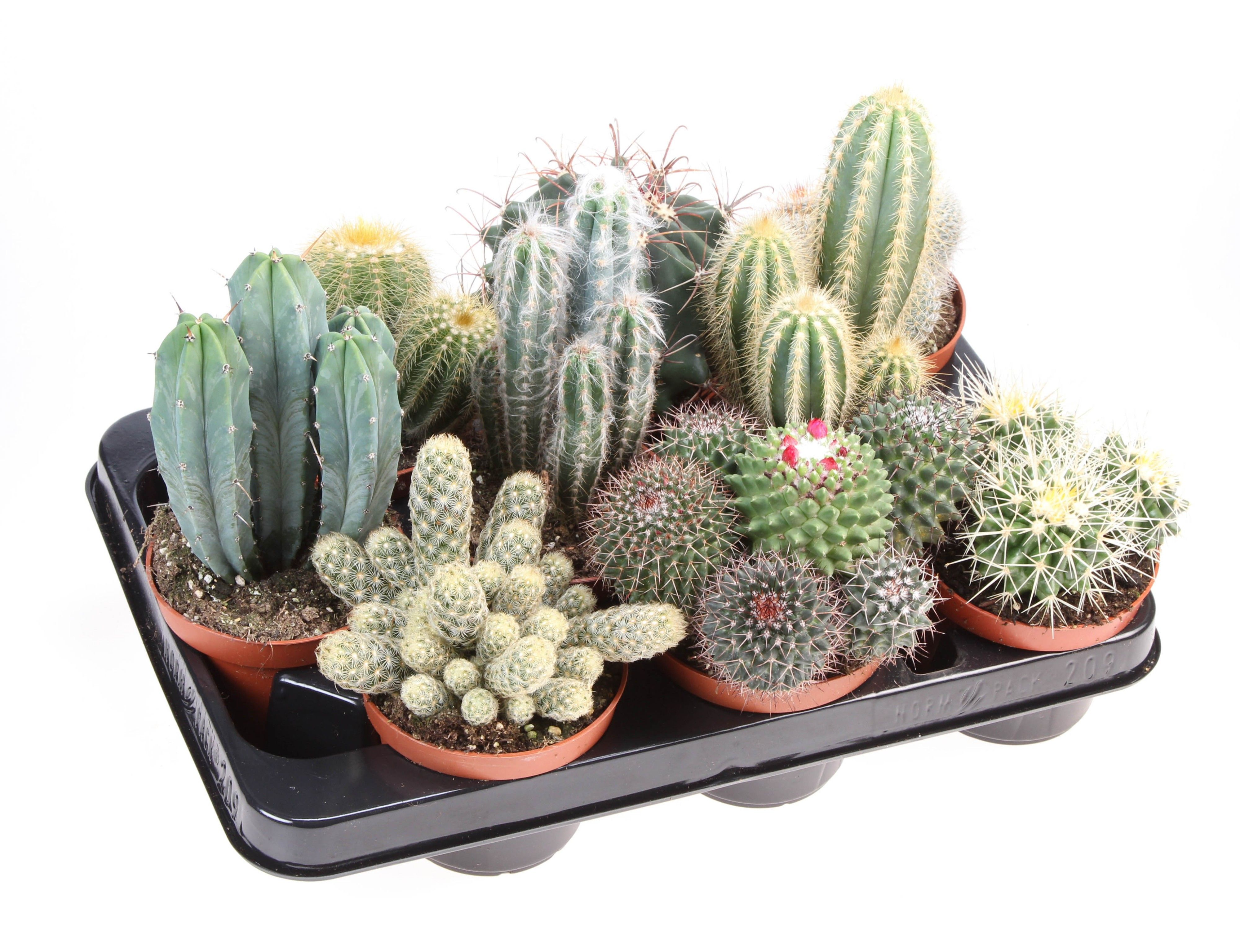 Mix Cactus 15 cm