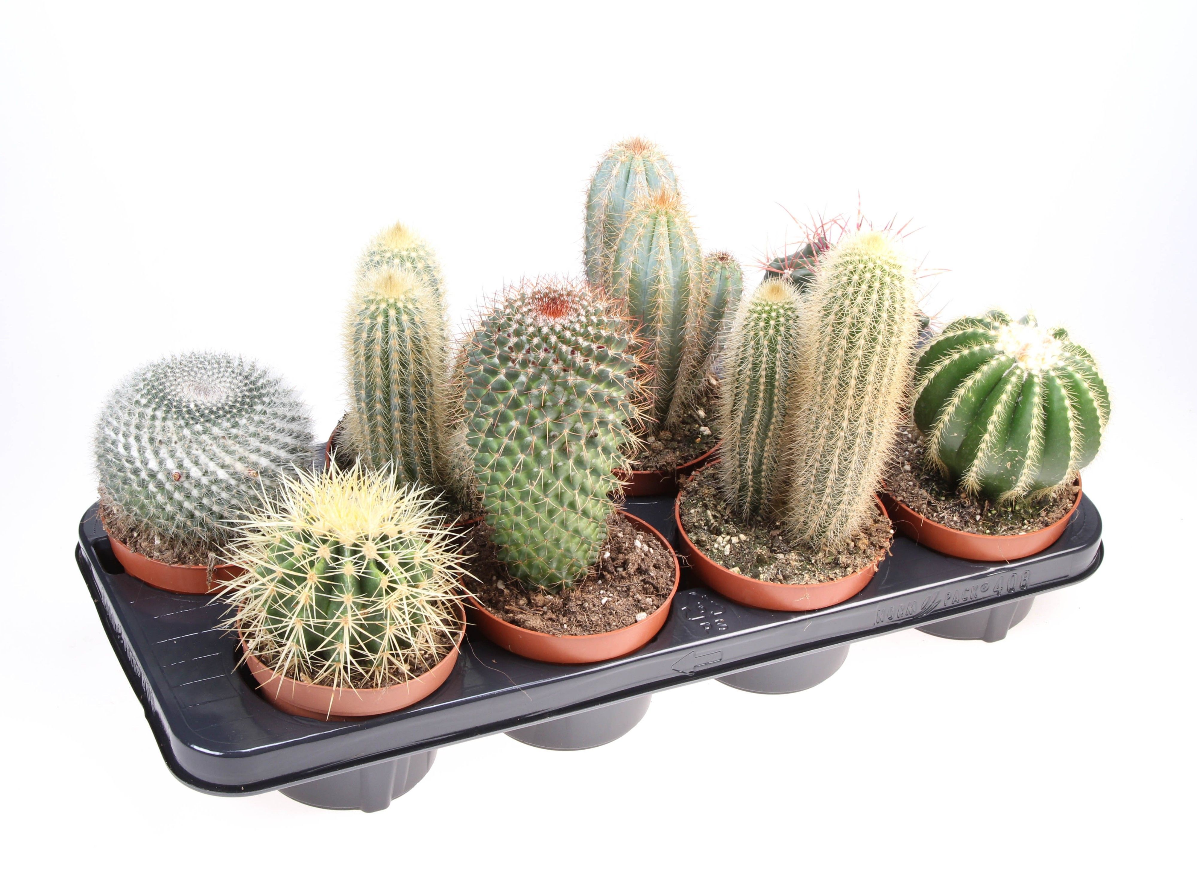 Mix Cactus 20 cm