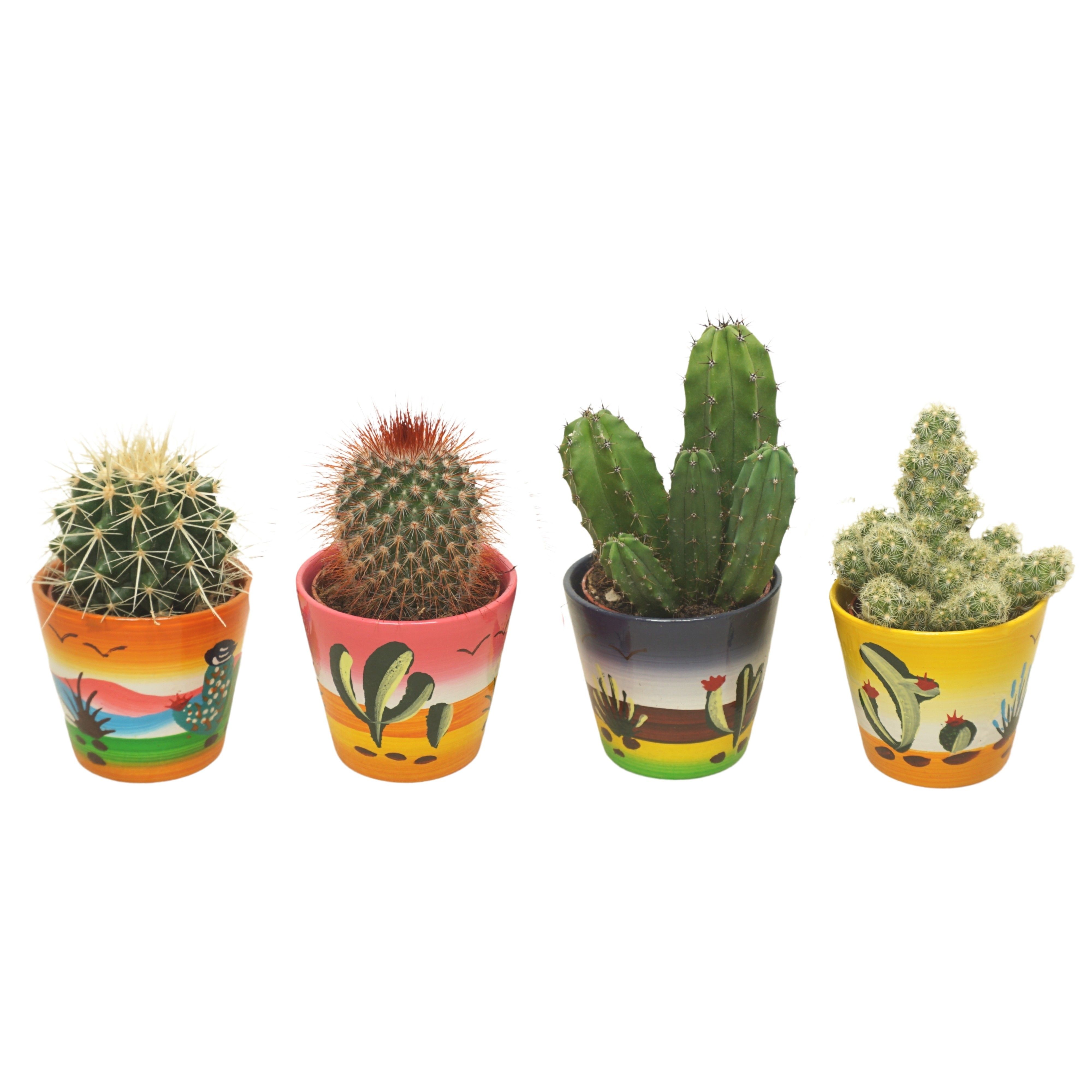 Mix Cactus, in ghiveci, 10 cm