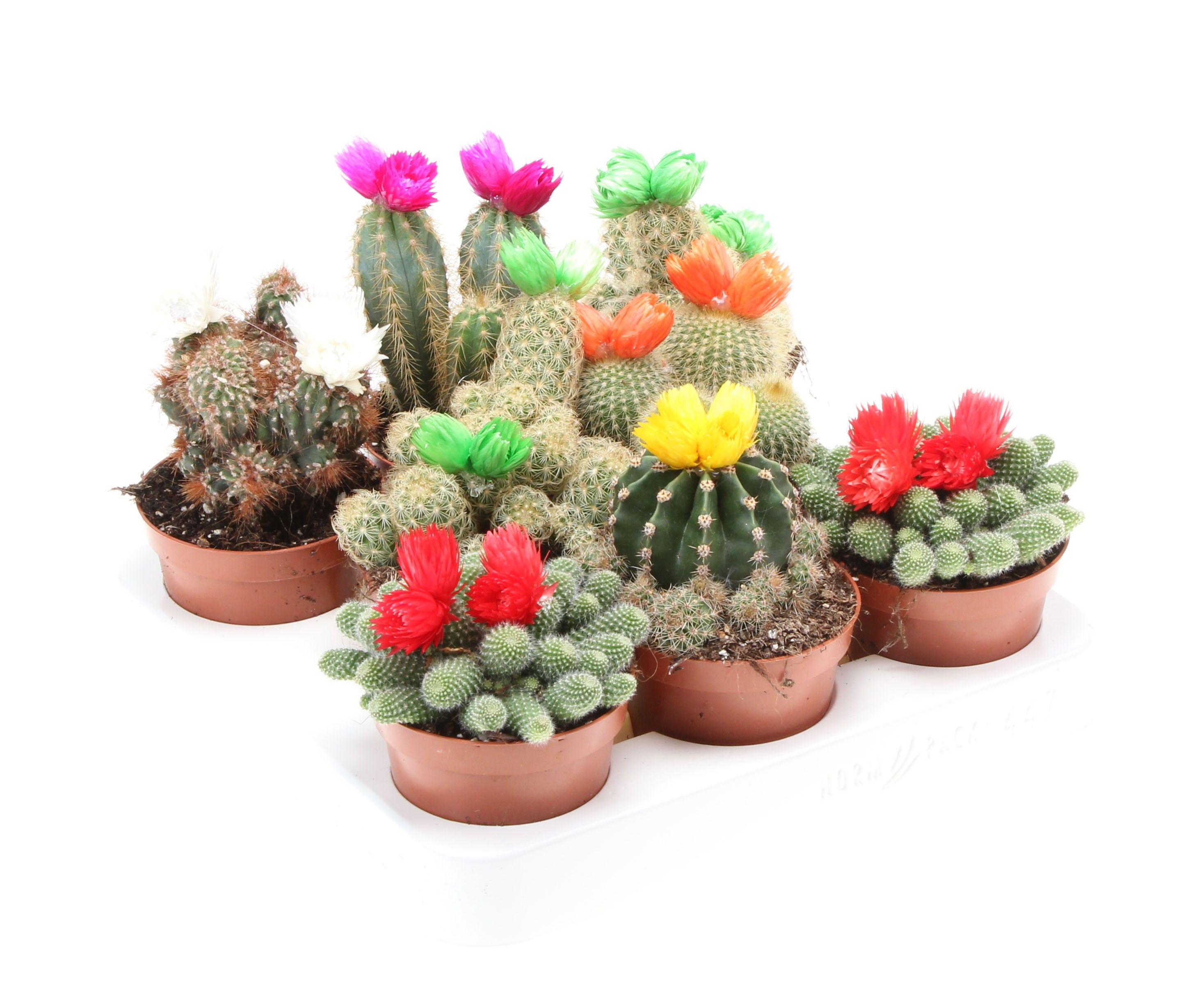 Mix cactus cu flori de paie, 15 cm