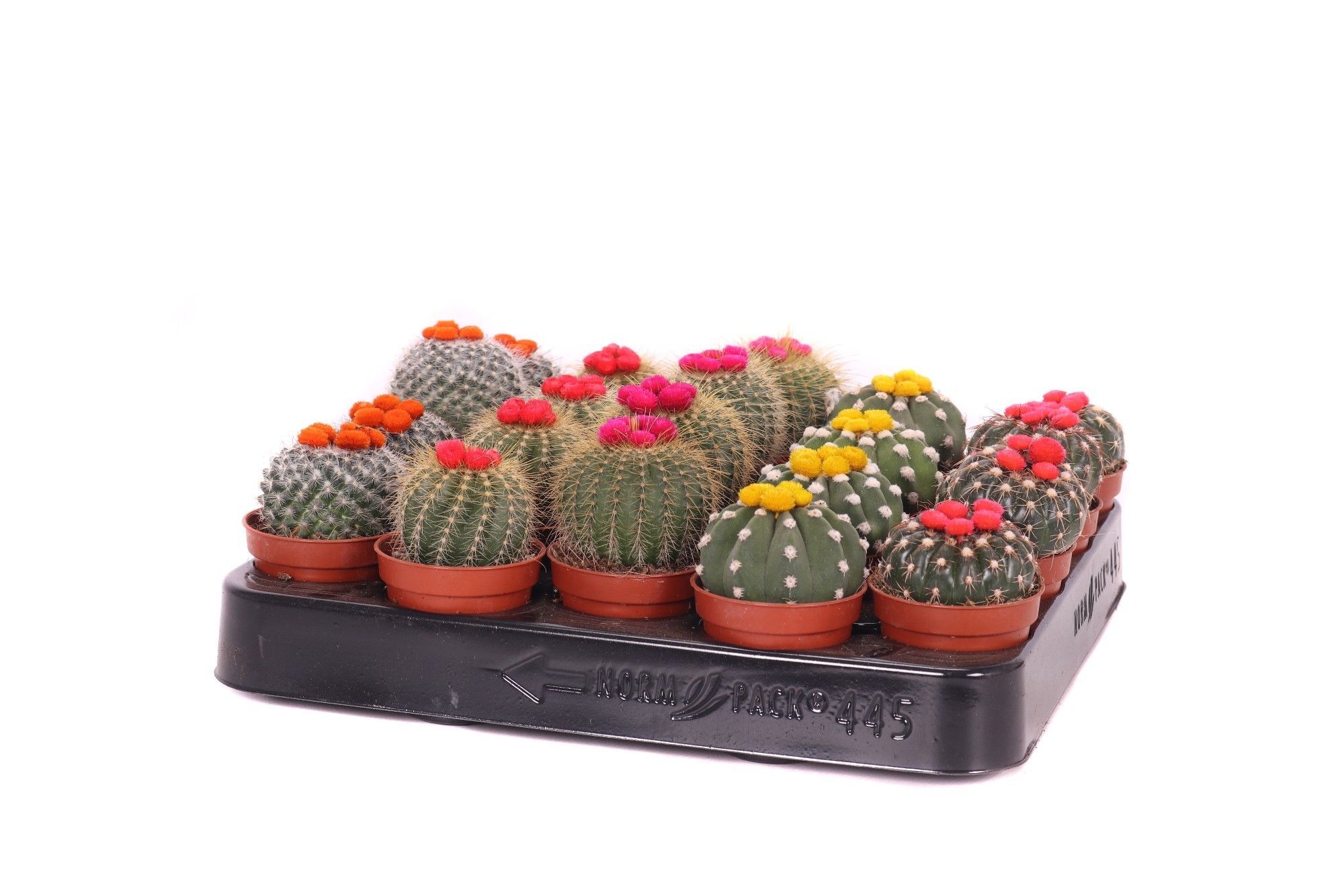 Mix cactus cu flori de paie, 8 cm