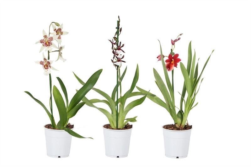 Mix Cambria, 1 tija, in ghiveci