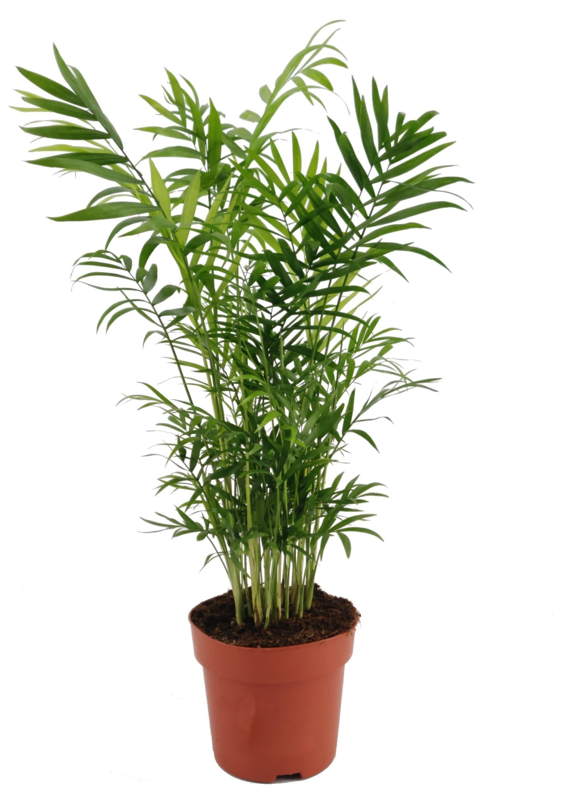 Palmier pitic, in ghiveci