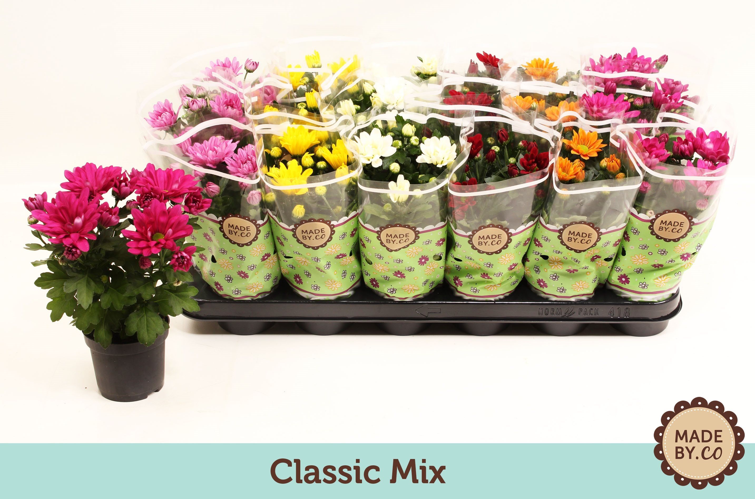 Mix clasic crizanteme, in ghiveci, 22 cm