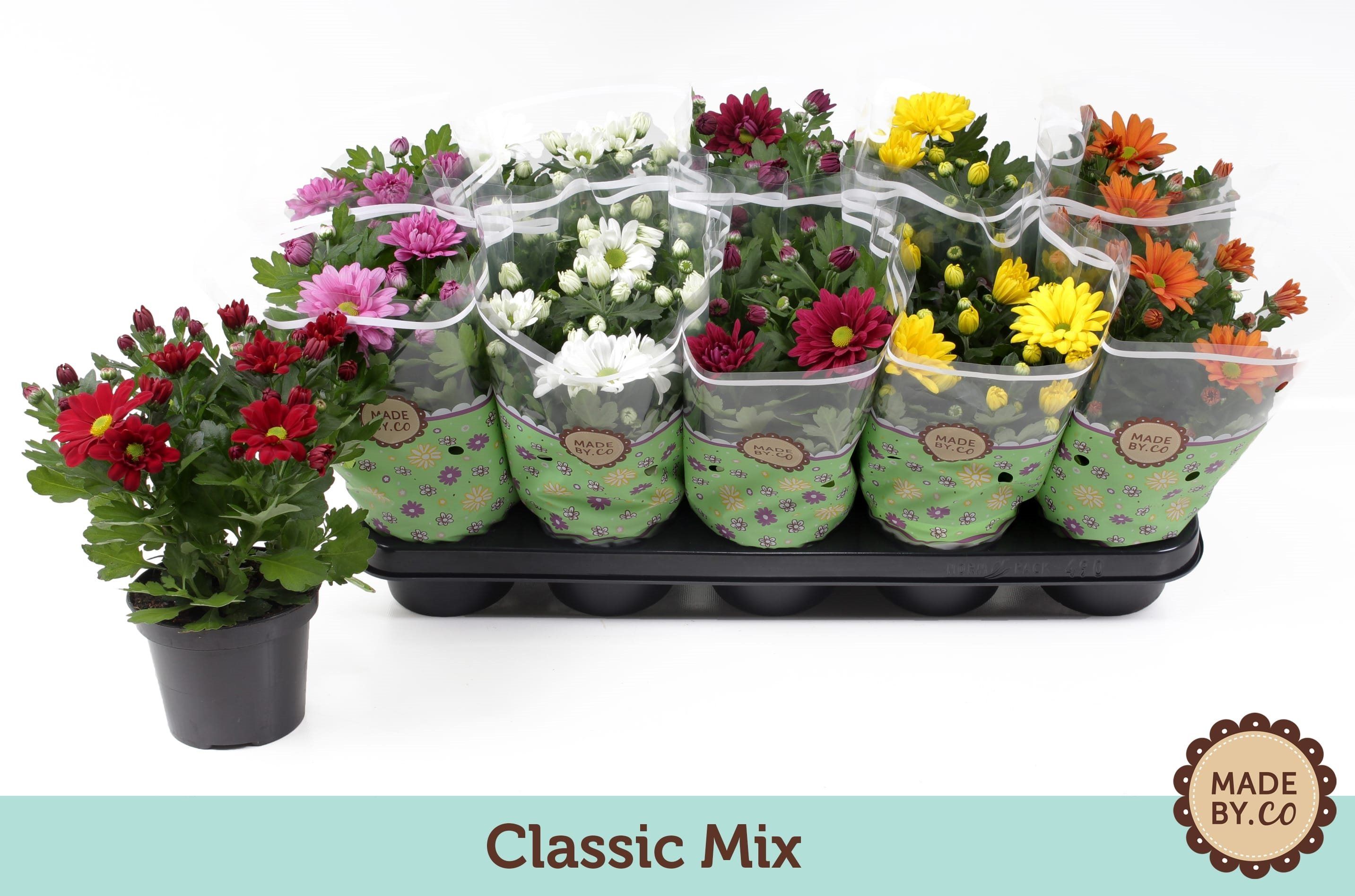 Mix clasic cizanteme, in ghiveci, 25 cm