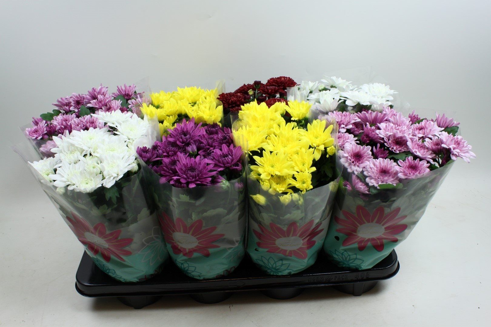 Mix dublu crizanteme, in ghiveci, 25 cm