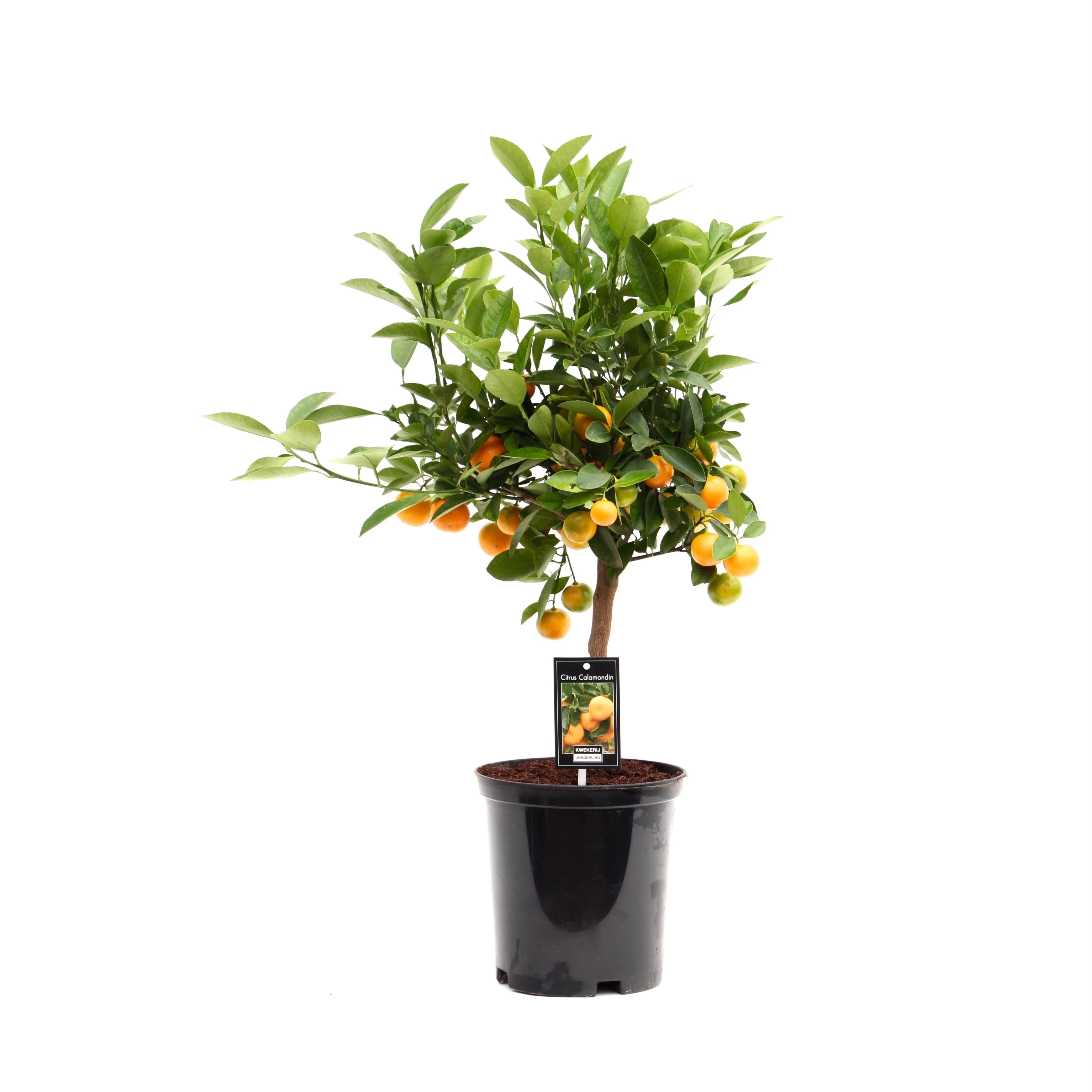 Calamondin, in ghiveci, 45 cm