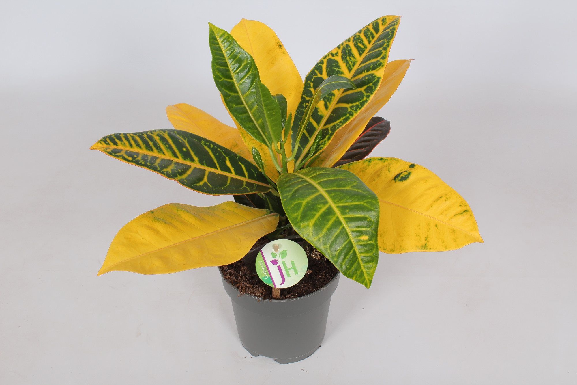 Codiaeum Variegatum Petra, in ghiveci