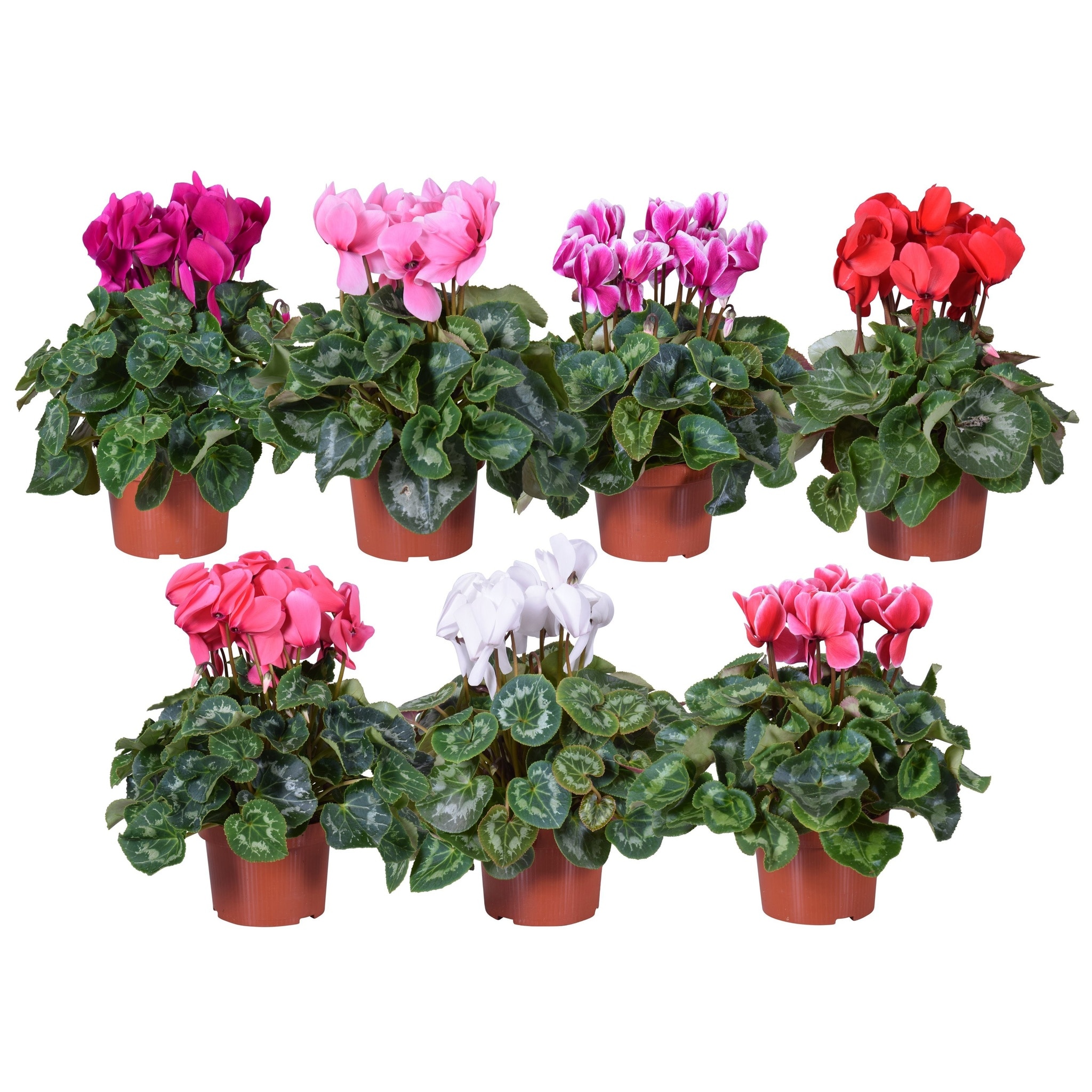 Mix cyclamen, in ghiveci, 35 cm