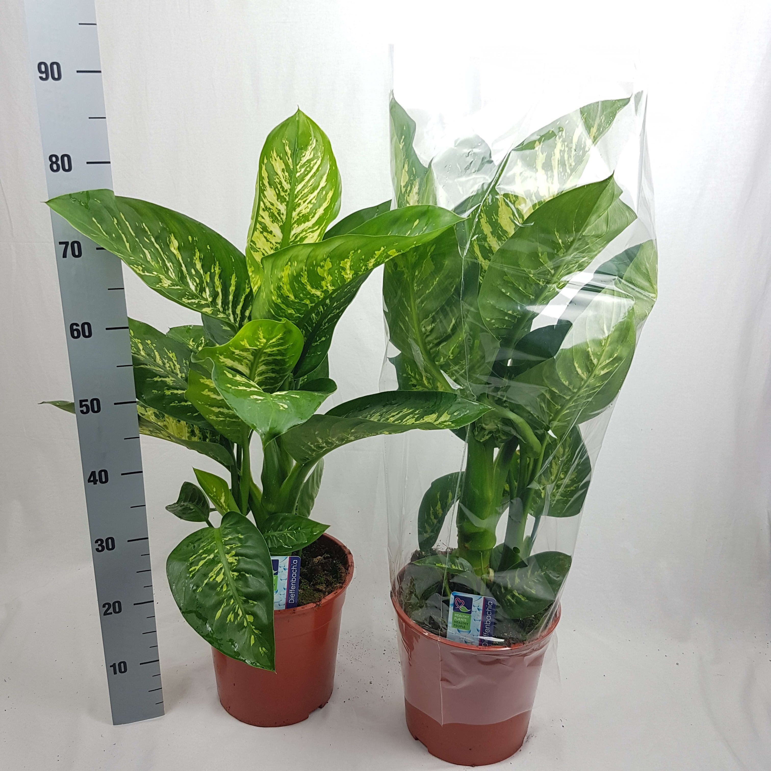 Dieffenbachia, in ghiveci