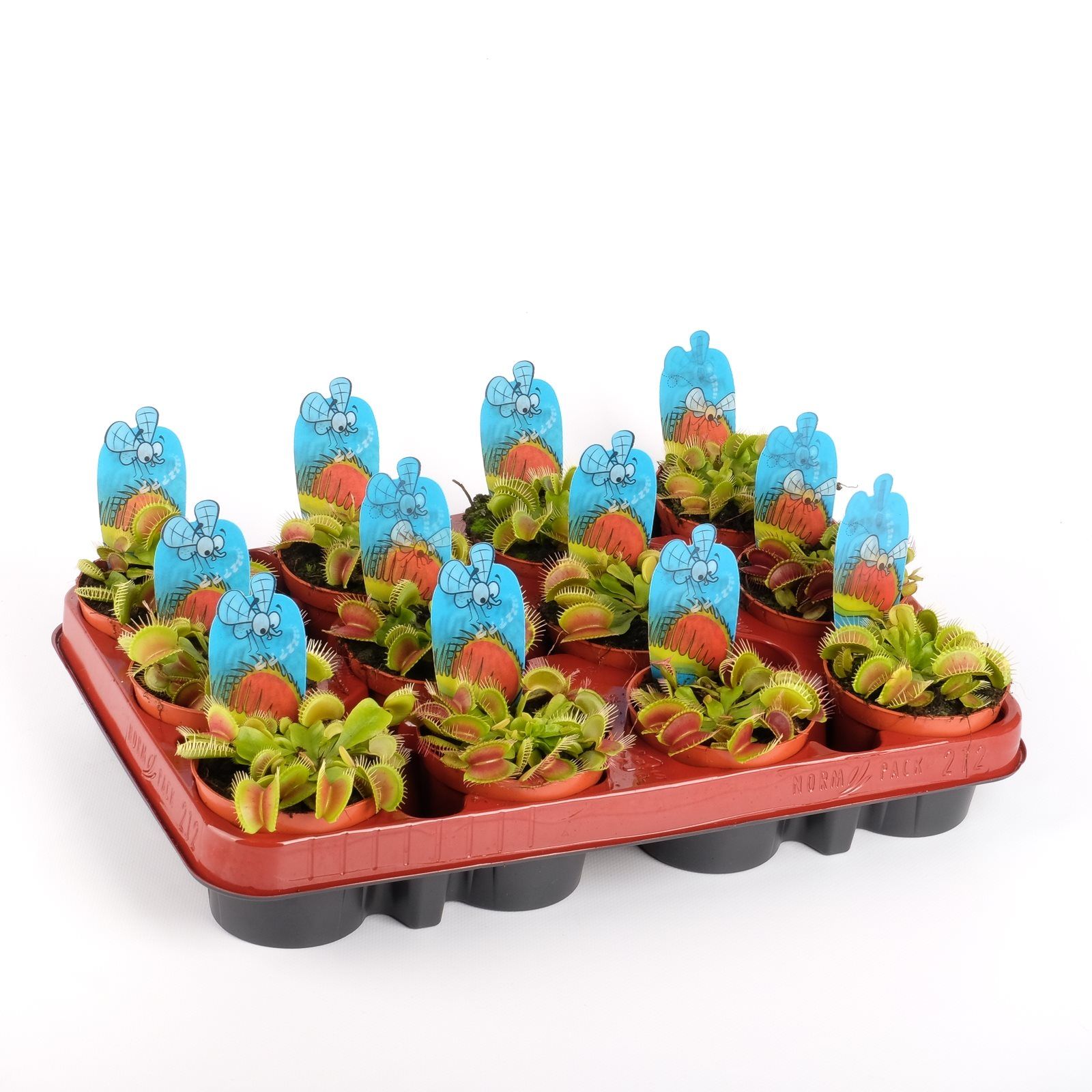 Carnivora Dionaea, in ghiveci
