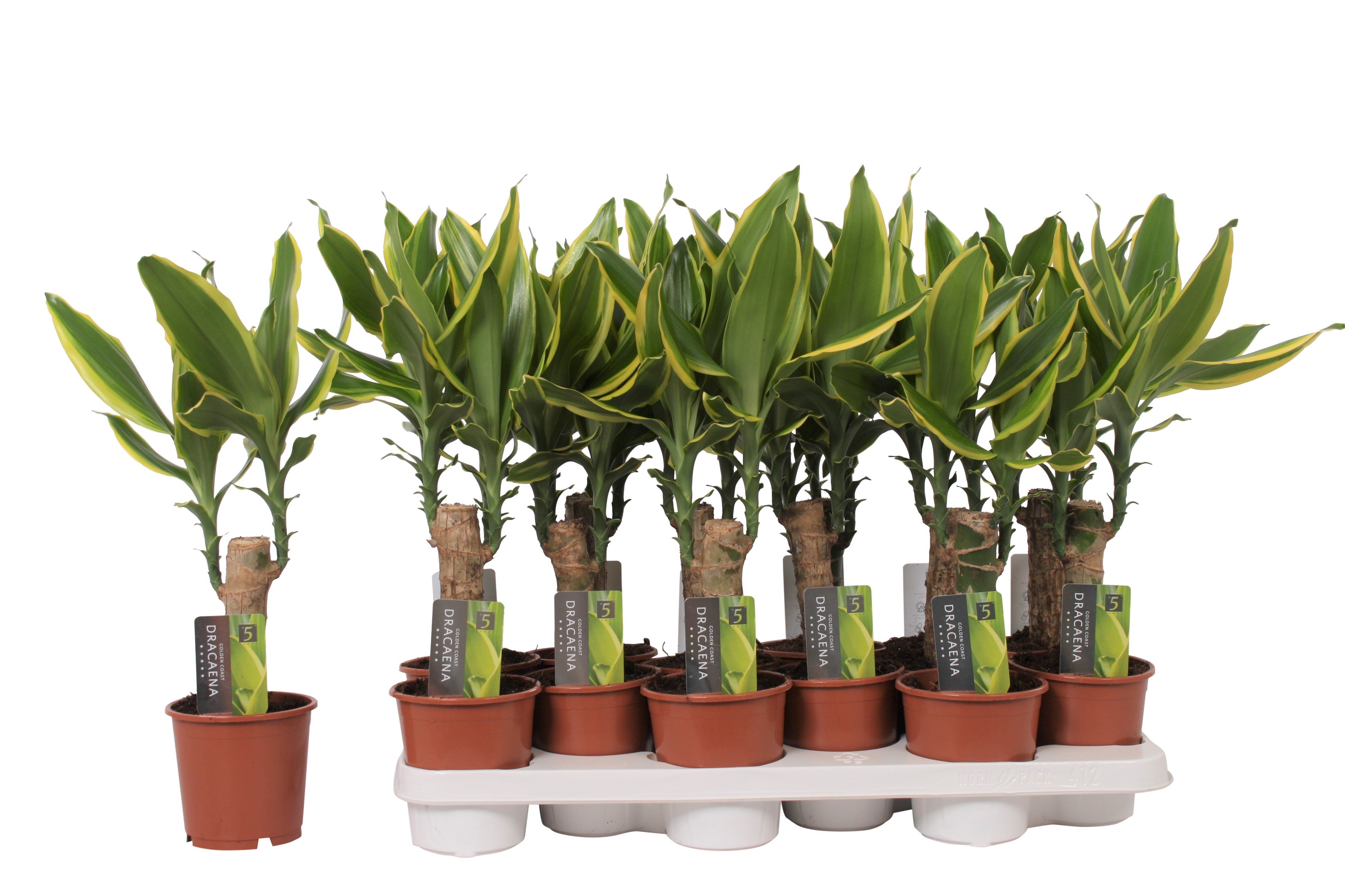 Dracaena Golden, in ghiveci, 35 cm