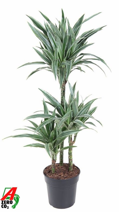 Dracaena, 45 cm