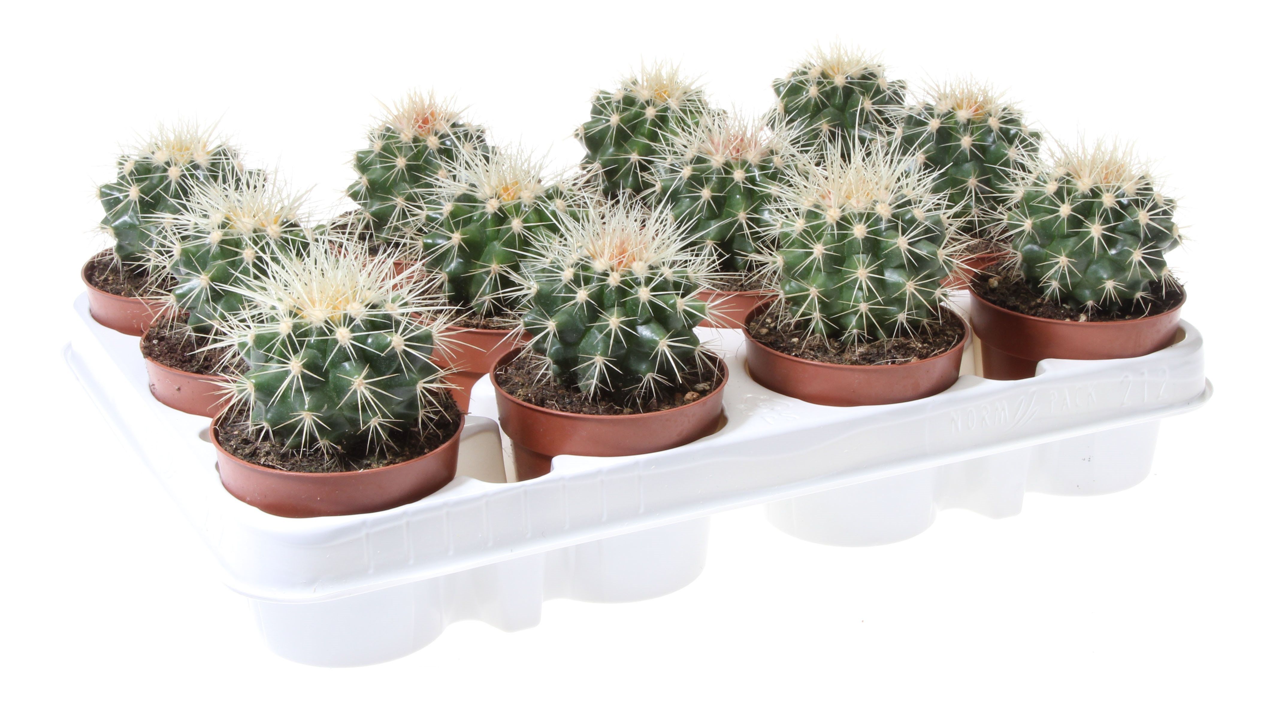 Cactus Perna Soacrei, in ghiveci, 10 cm