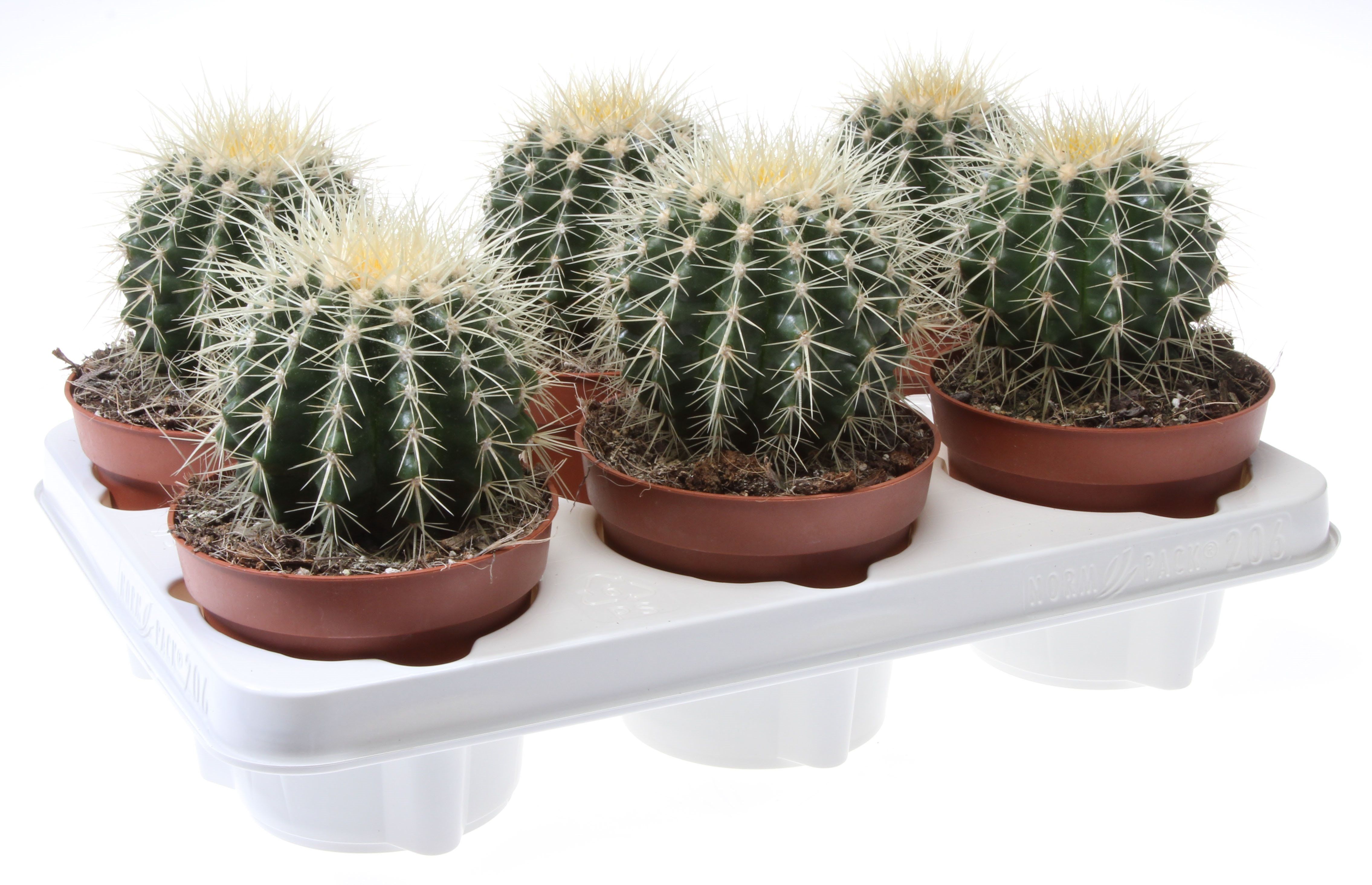 Cactus Perna Soacrei, in ghiveci, 25 cm