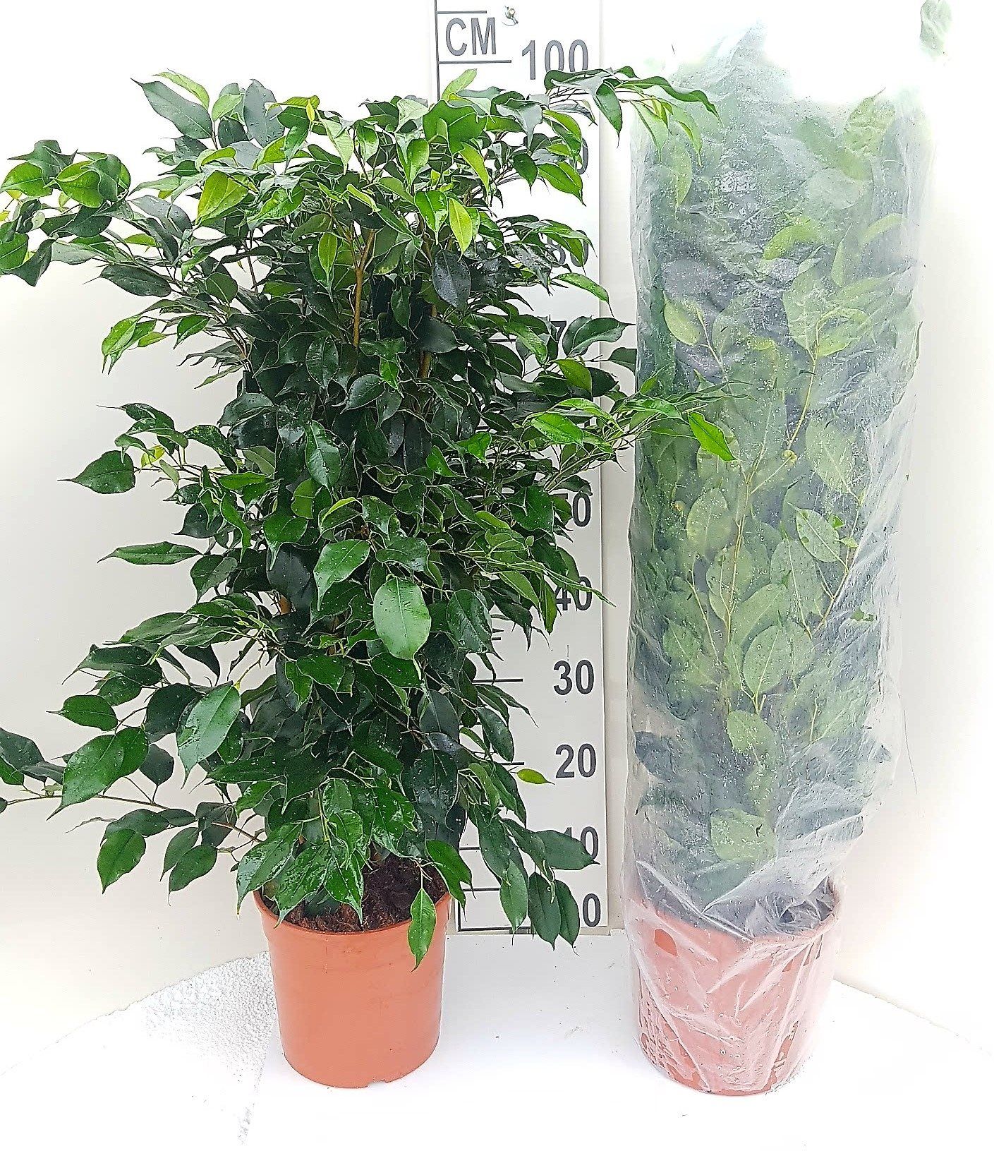 Ficus Benjamina Danielle, in ghiveci, 100 cm