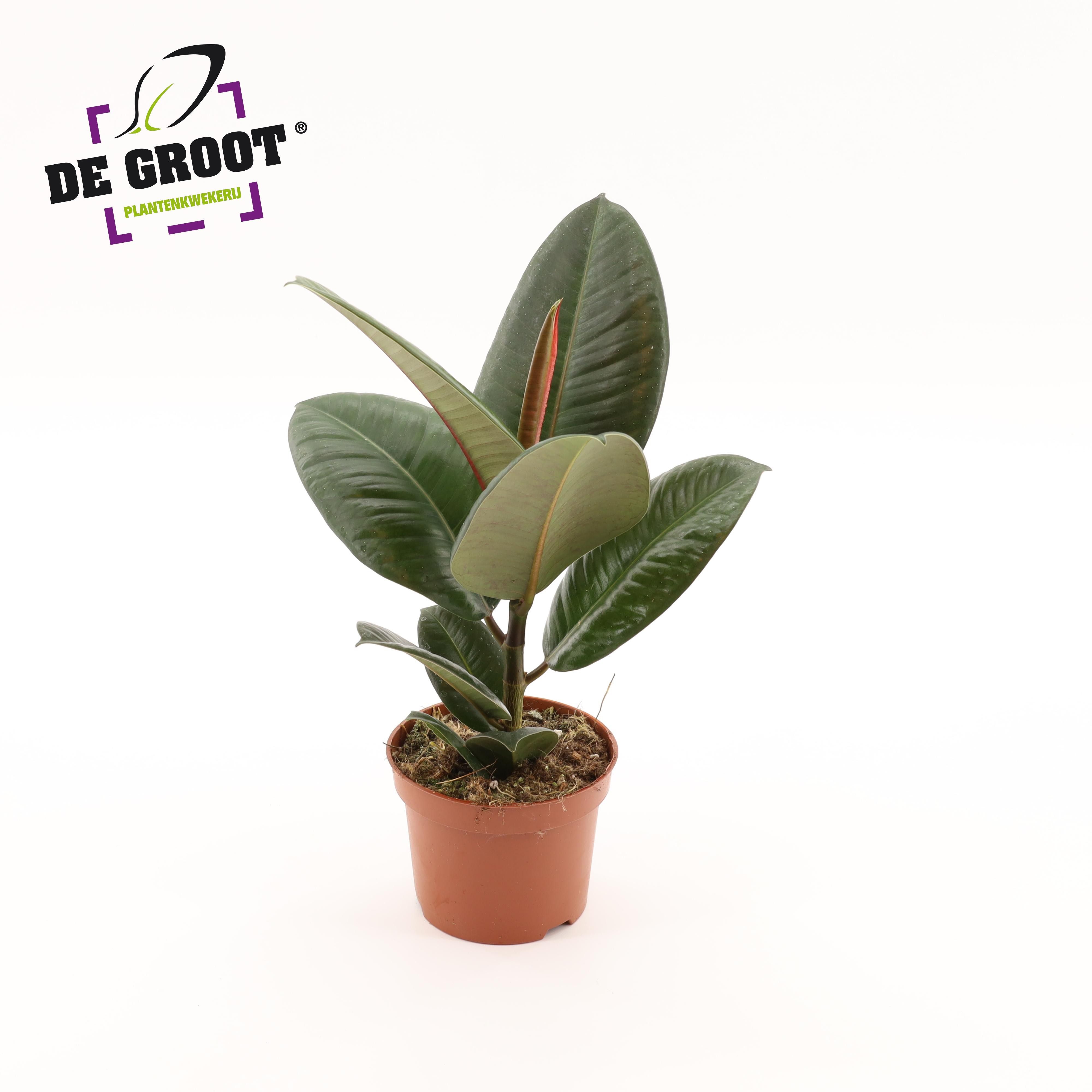 Ficus Elastrica Robusta
