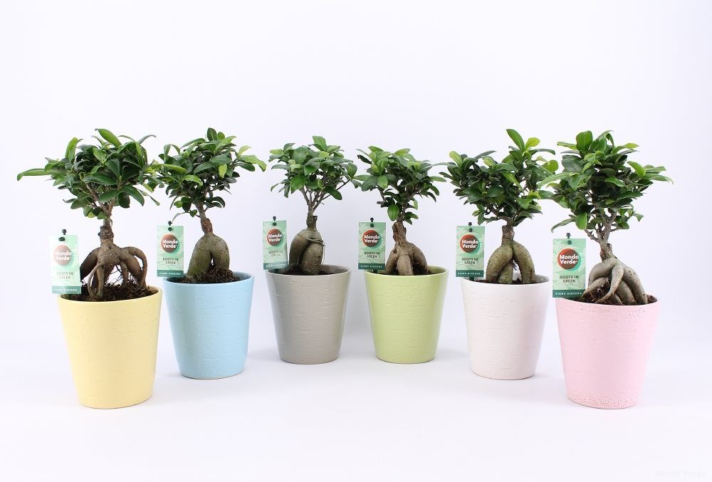 Ficus Ginseng In, in ghiveci