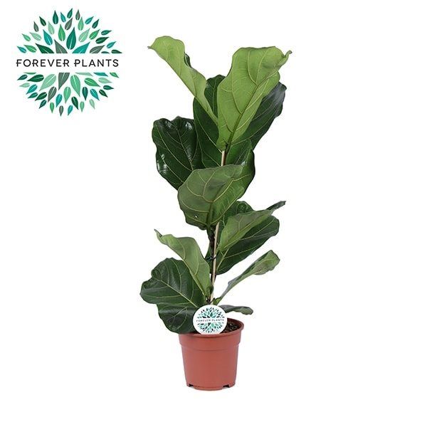 Ficus Lyrata, in ghiveci