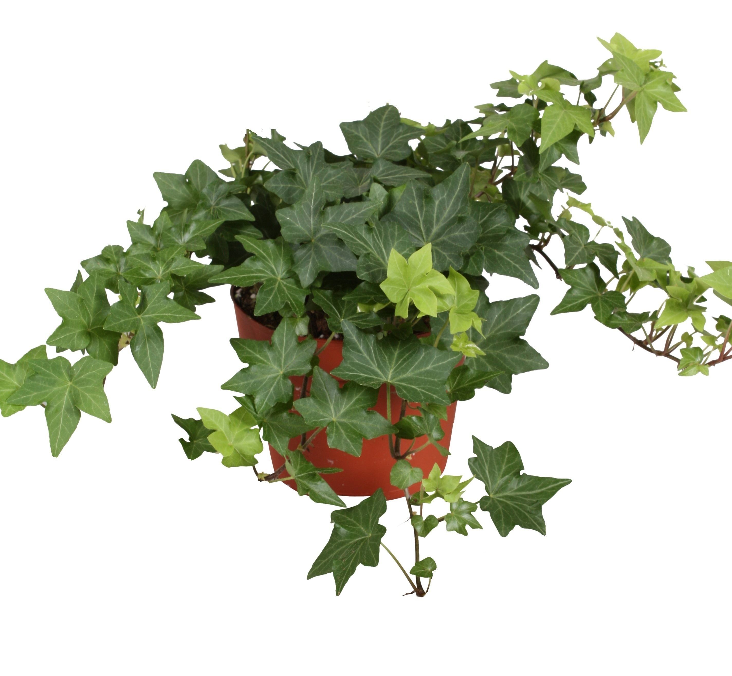 Iedera Helix, in ghiveci