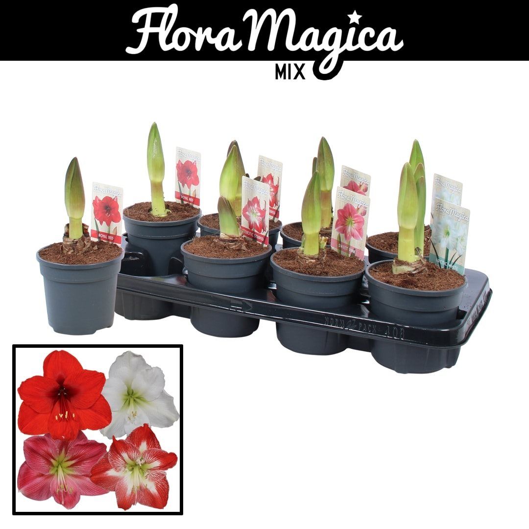 Mix crin de camera, in ghiveci, 25 cm