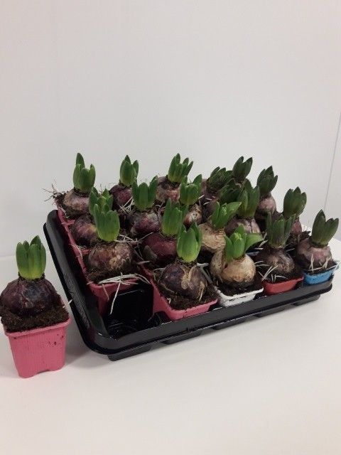 Mix zambila, in ghiveci, diametru 7 cm, inaltime 12 cm