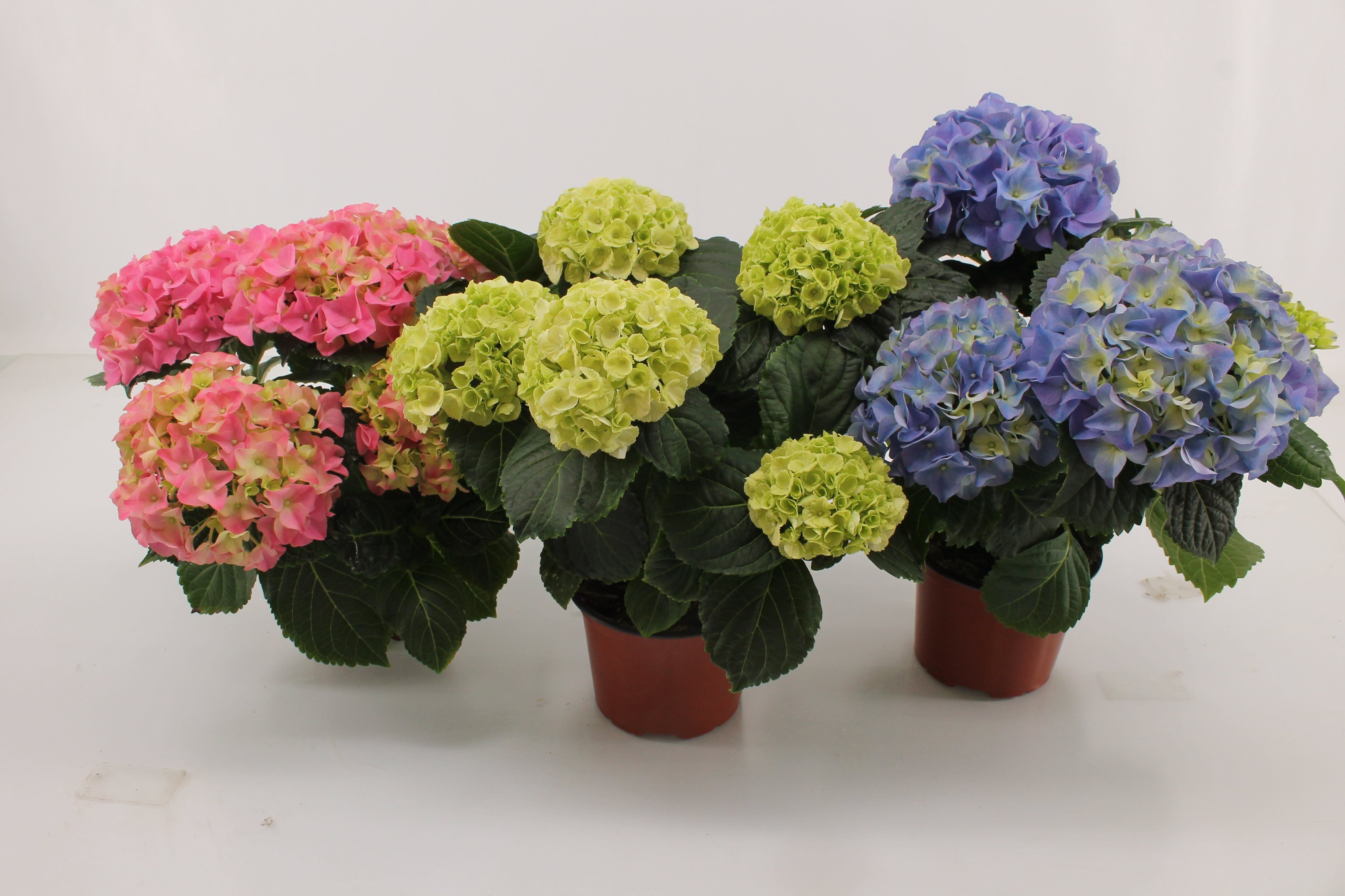 Mix hortensie, in ghiveci, 35 cm