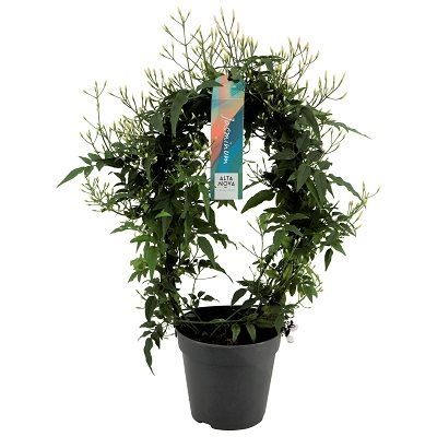 Planta interior Jasminum Bow, in ghiveci