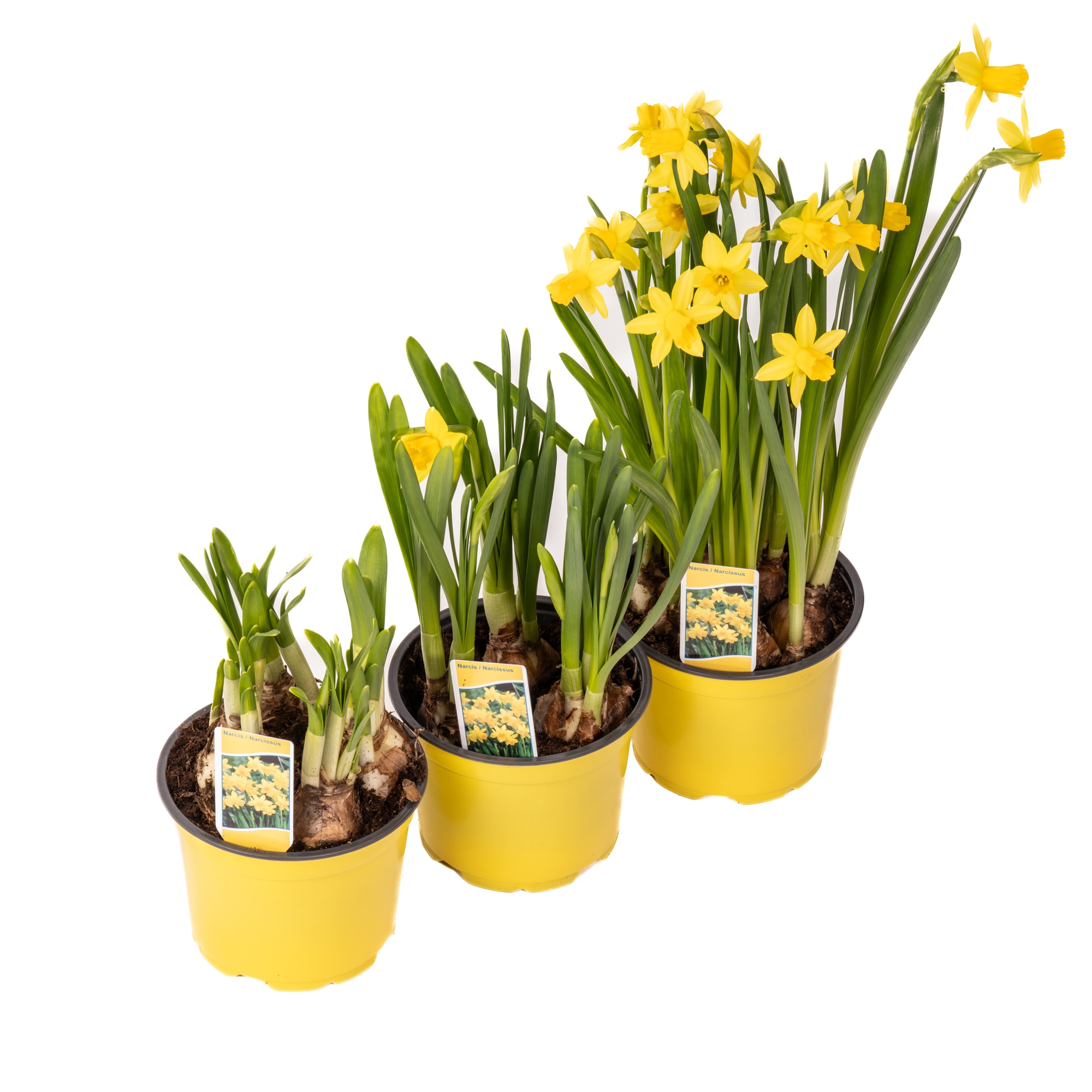 Narcissusx Hybrida 3 Bulbi D12