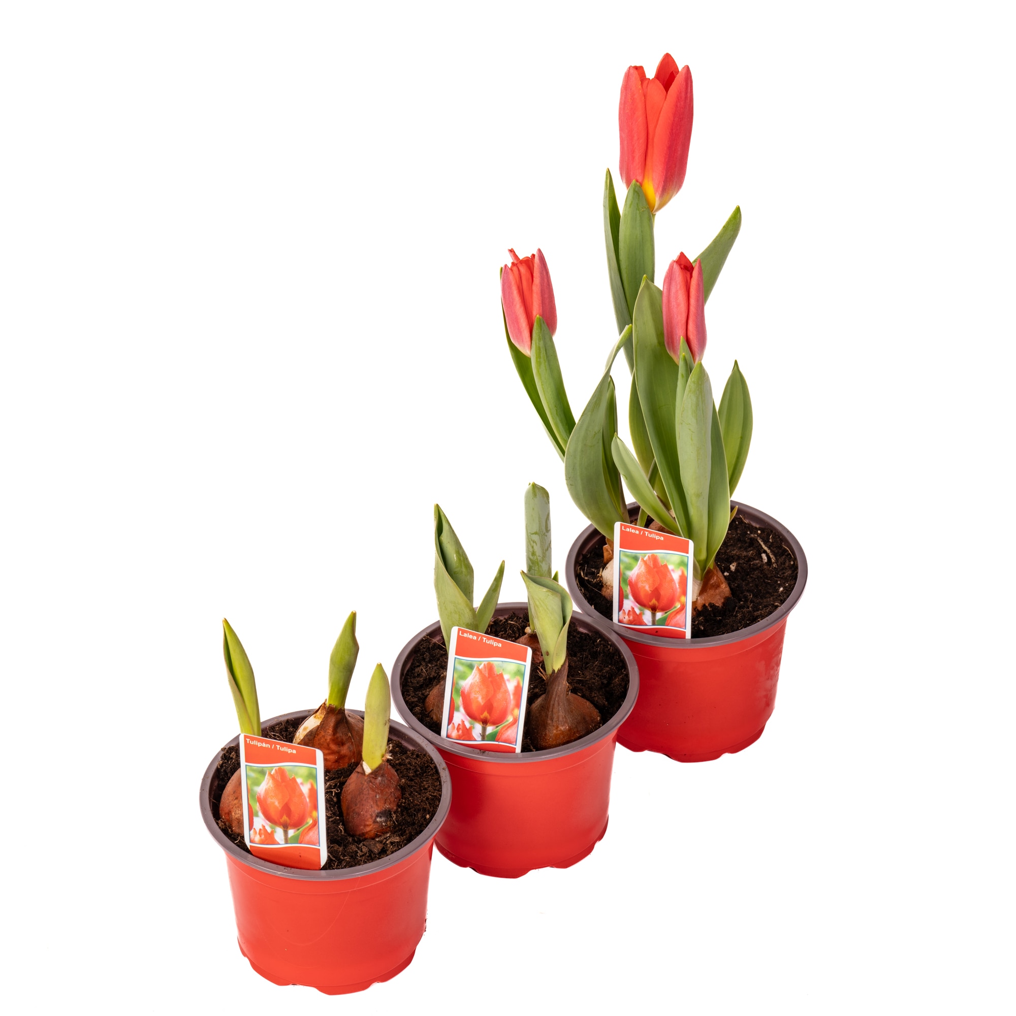 Tulipa X Hybrida 3 Bulbi D 10.5