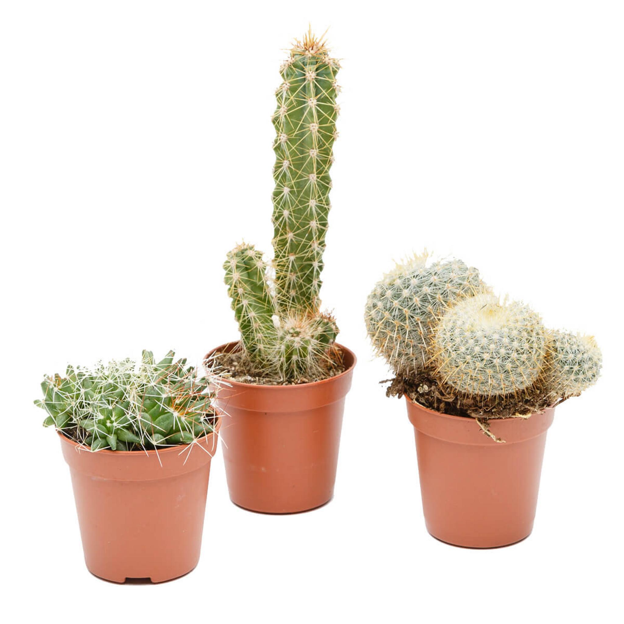 Cactus Mix D 6