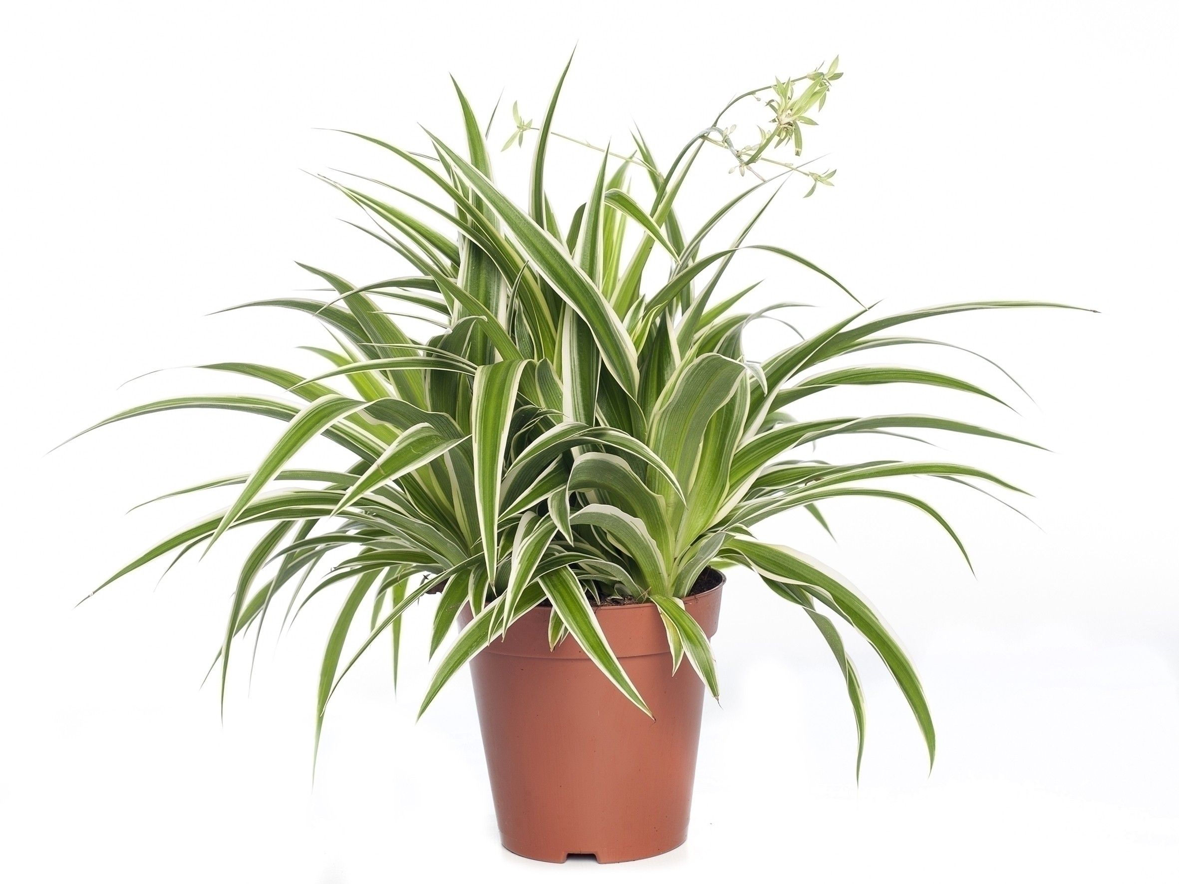 Chlorophytum D12