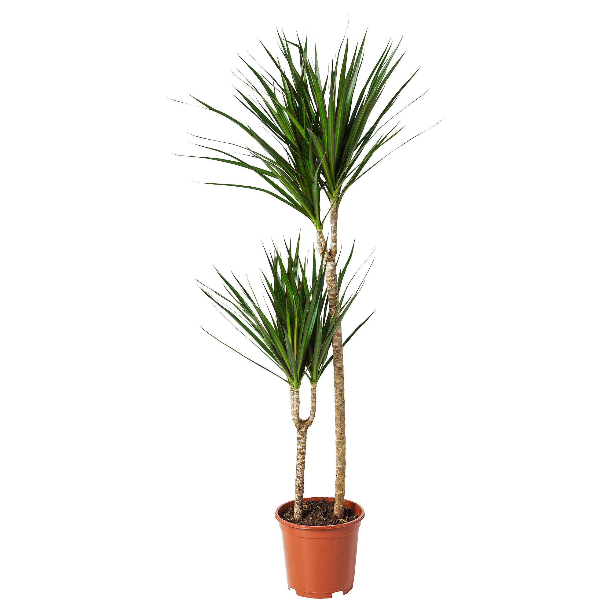 Dracena 2T D21